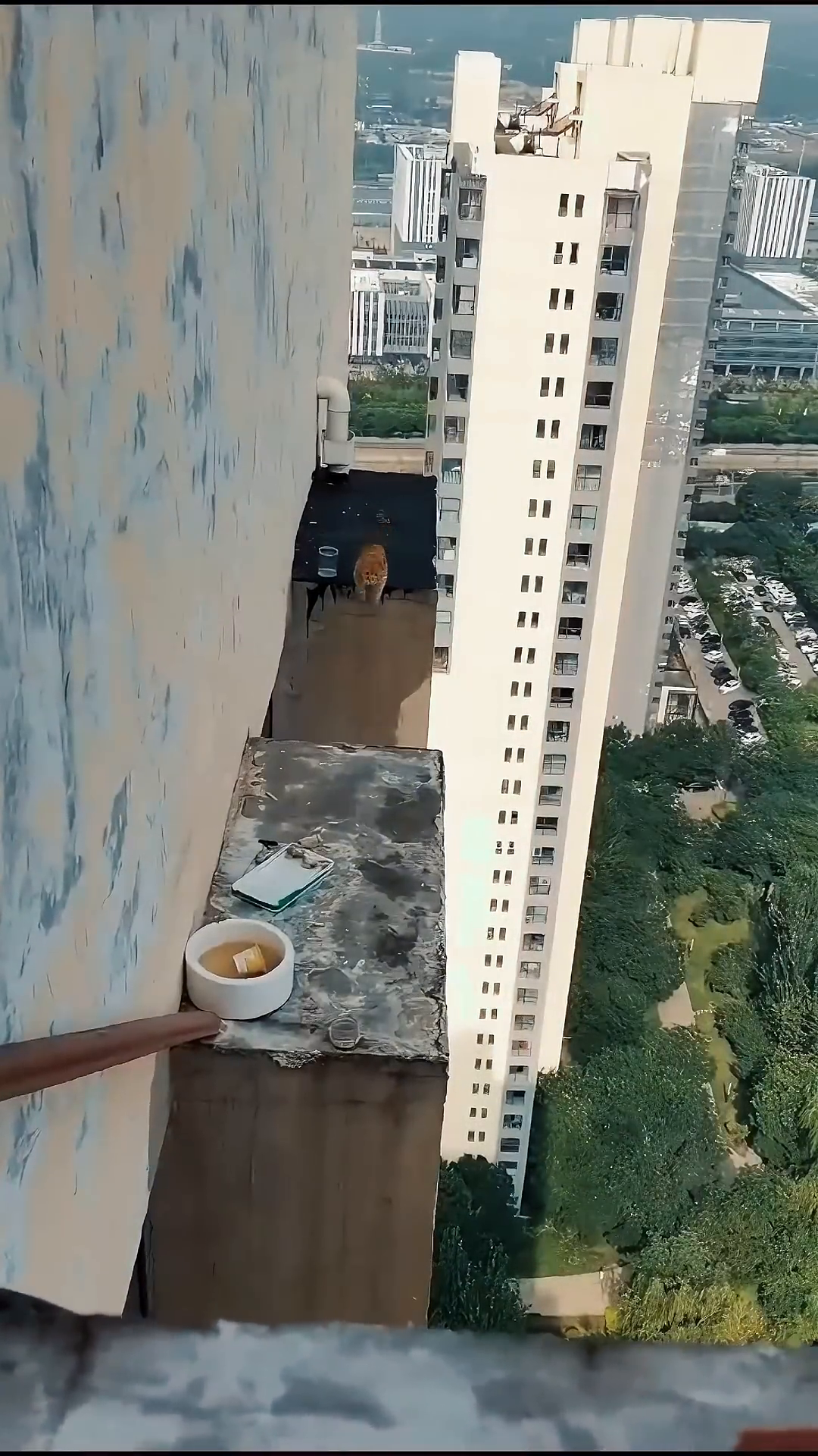 A person uses a long pole with a net attached to carefully approach a ginger cat on a narrow ledge.