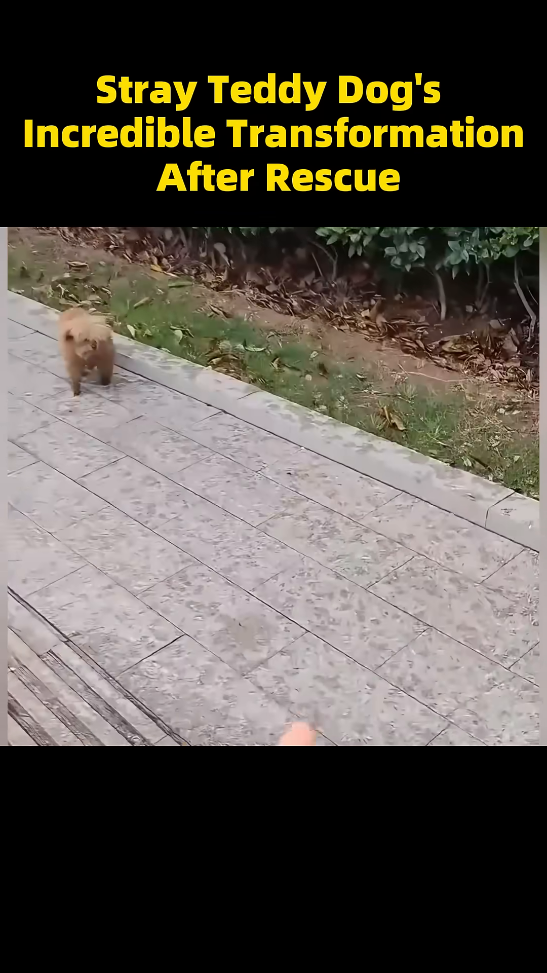 A person's hand gently reaches out towards the hesitant dog.
