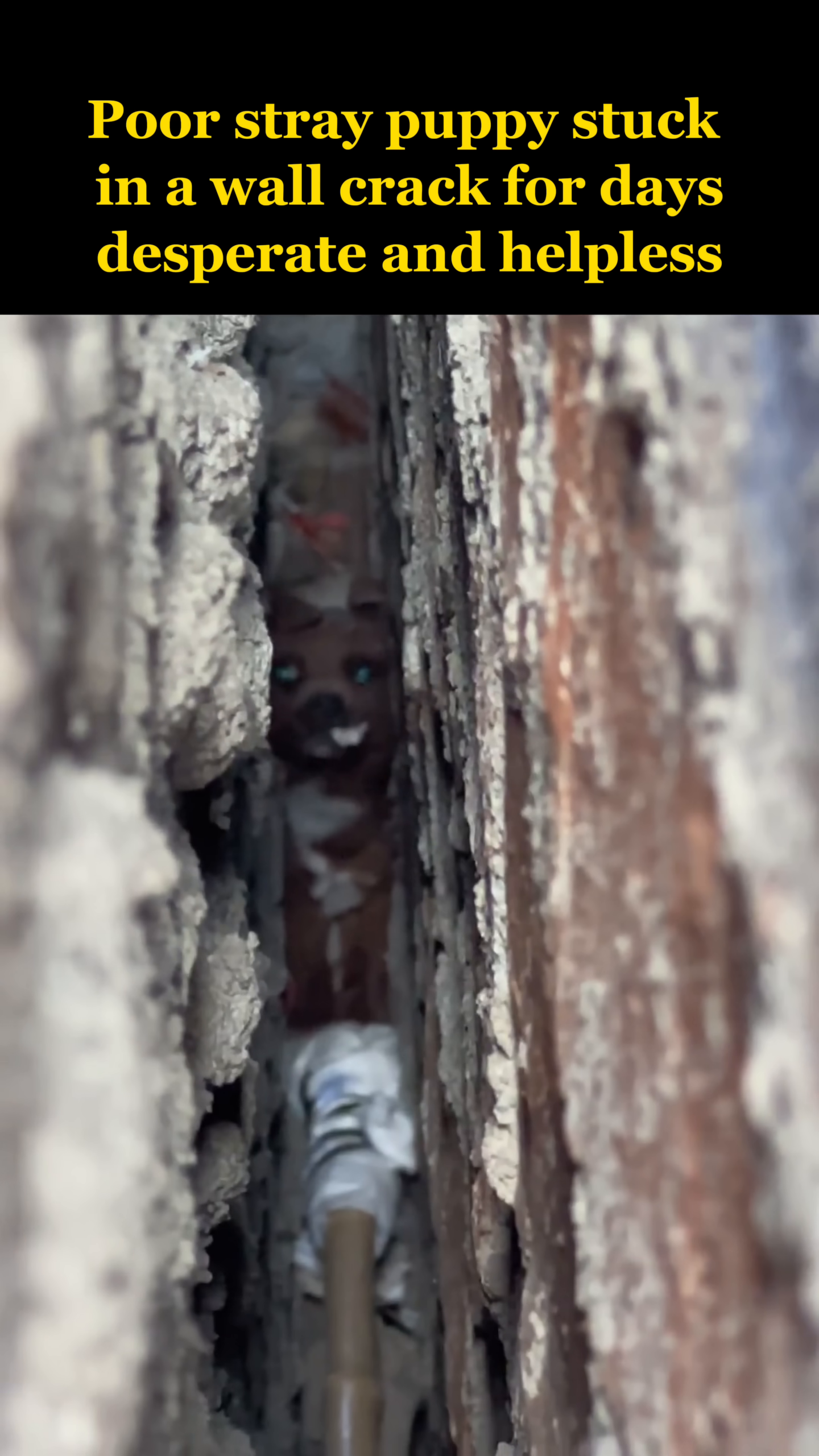 The face of a small, brown puppy is visible deep within the wall crack, its eyes wide and looking directly at the camera.