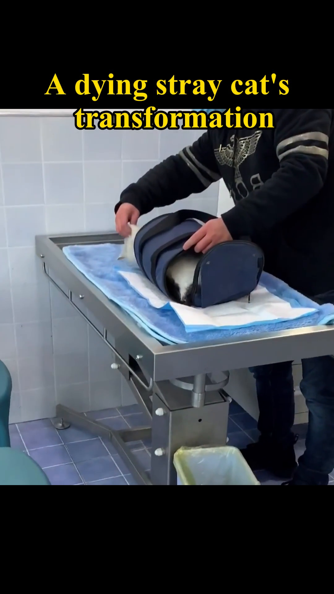 The cat is gently placed into a carrier for transport.