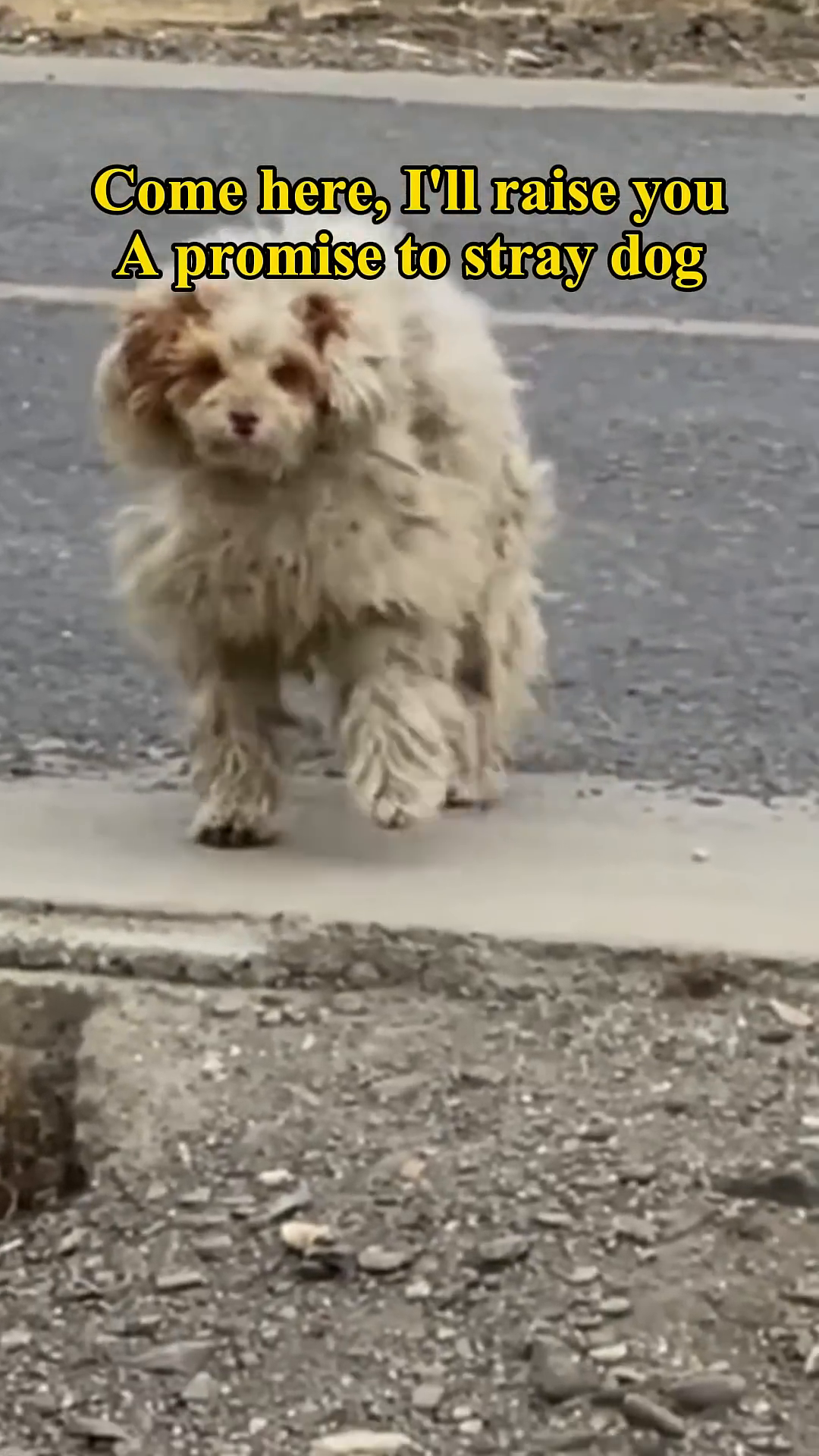 A close-up of the stray dog looking towards the camera with a questioning expression.