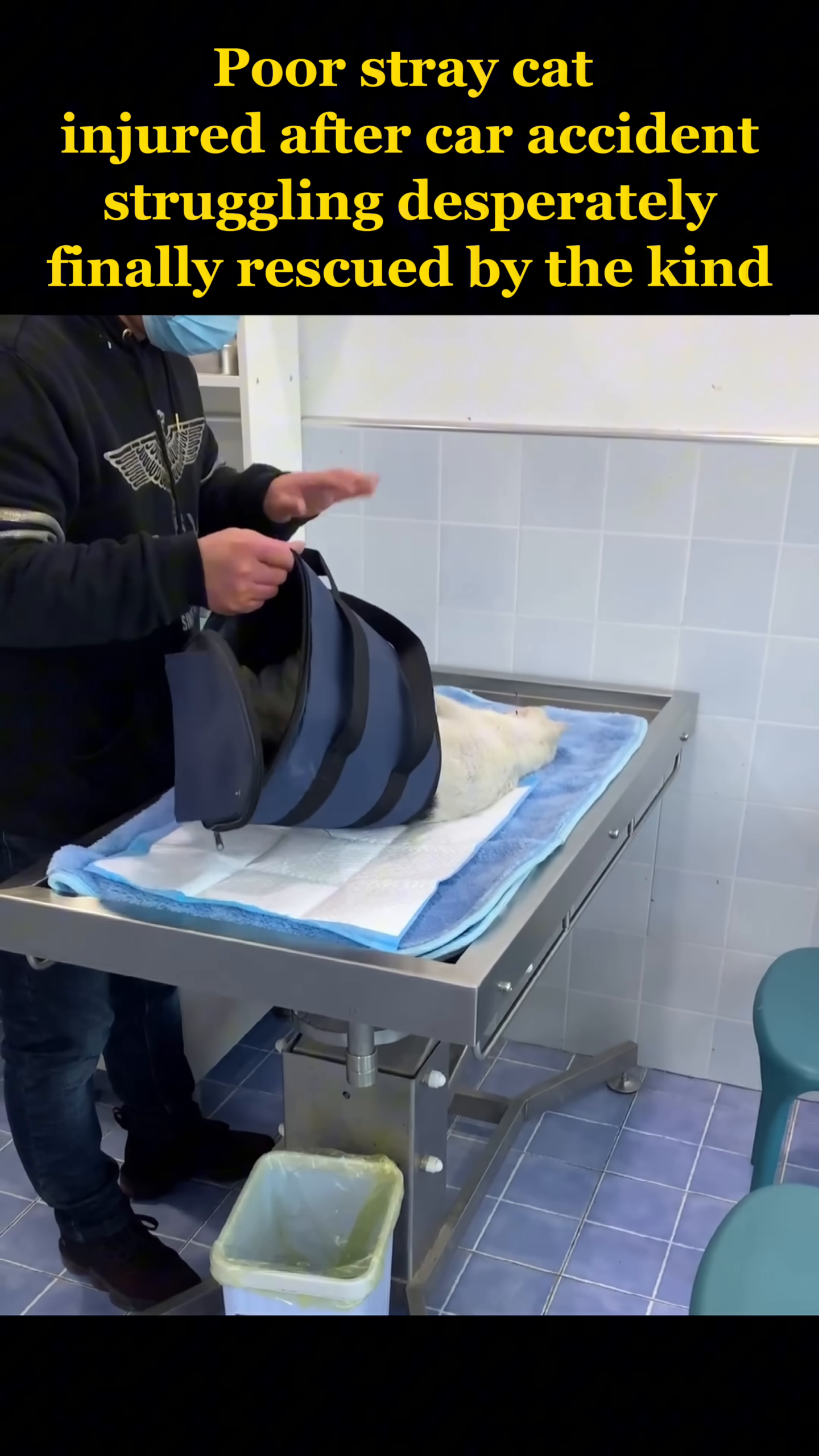A person approaches the injured cat with a carrier, showing concern.