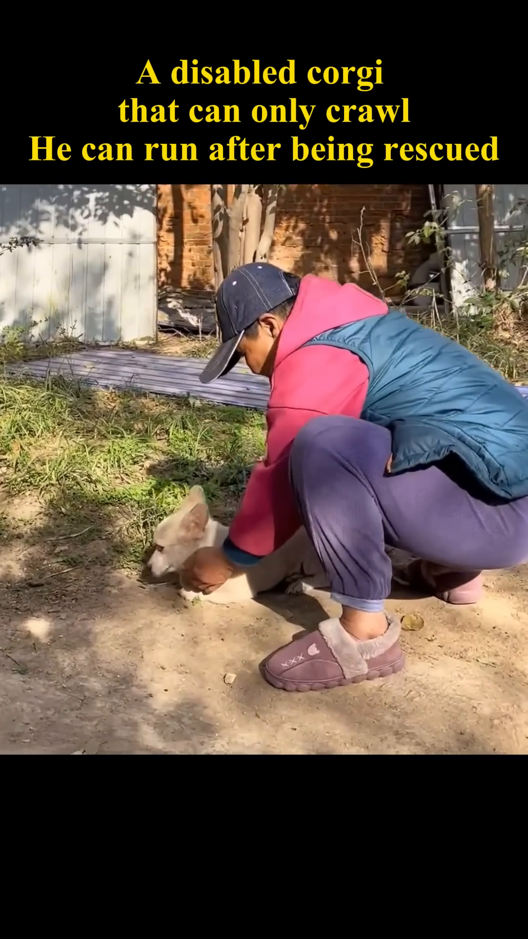 A person kneels down and gently pets a corgi, offering comfort and reassurance.