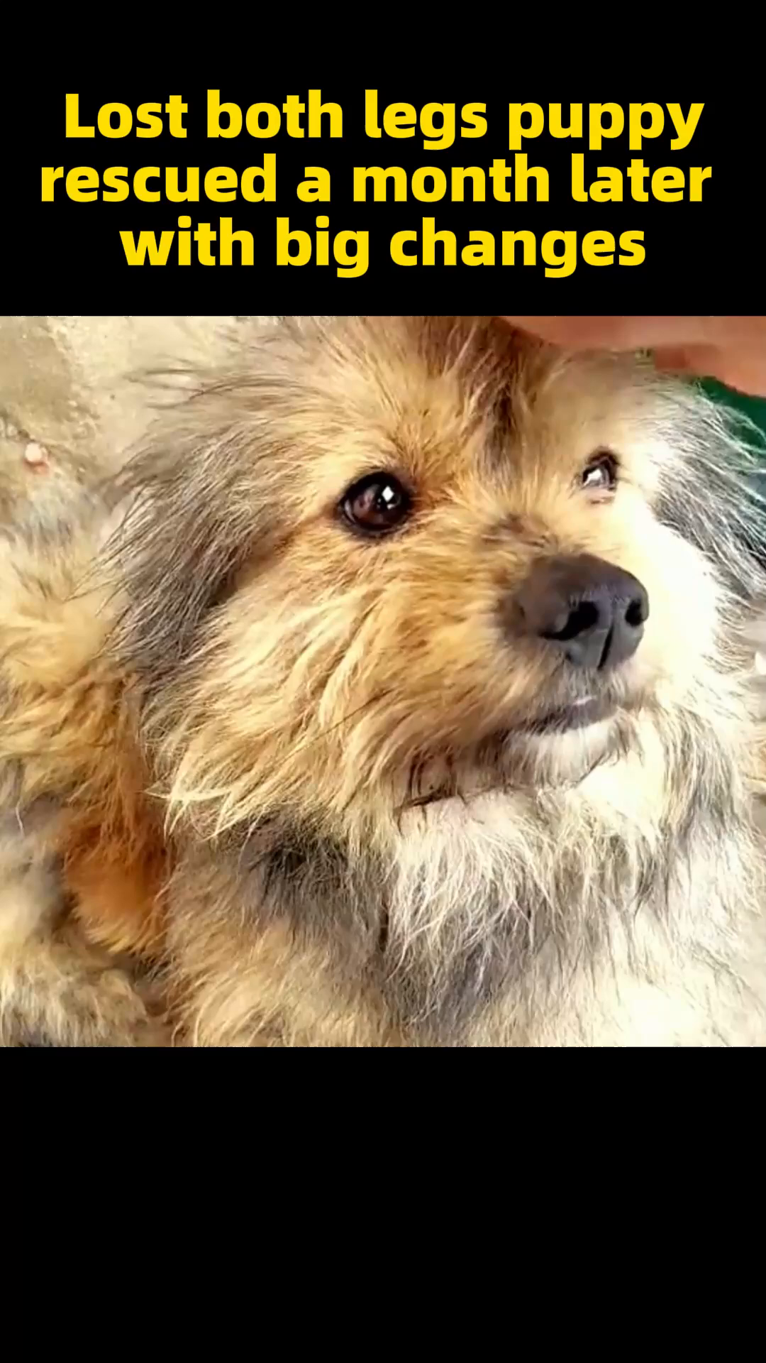 Rescuers gently approaching and reaching out to the puppy.