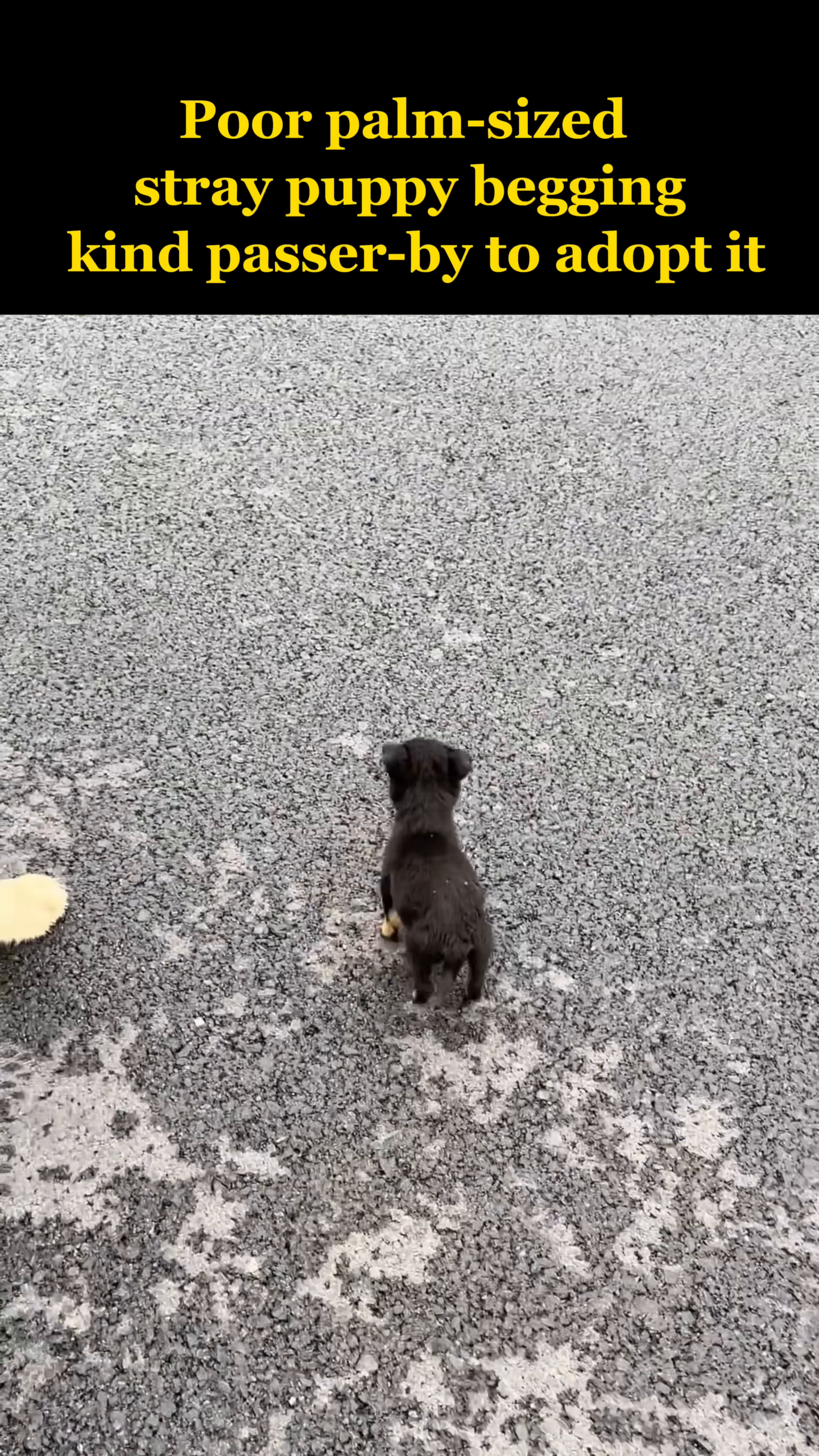 A larger dog gently nudges a tiny black puppy on the road.