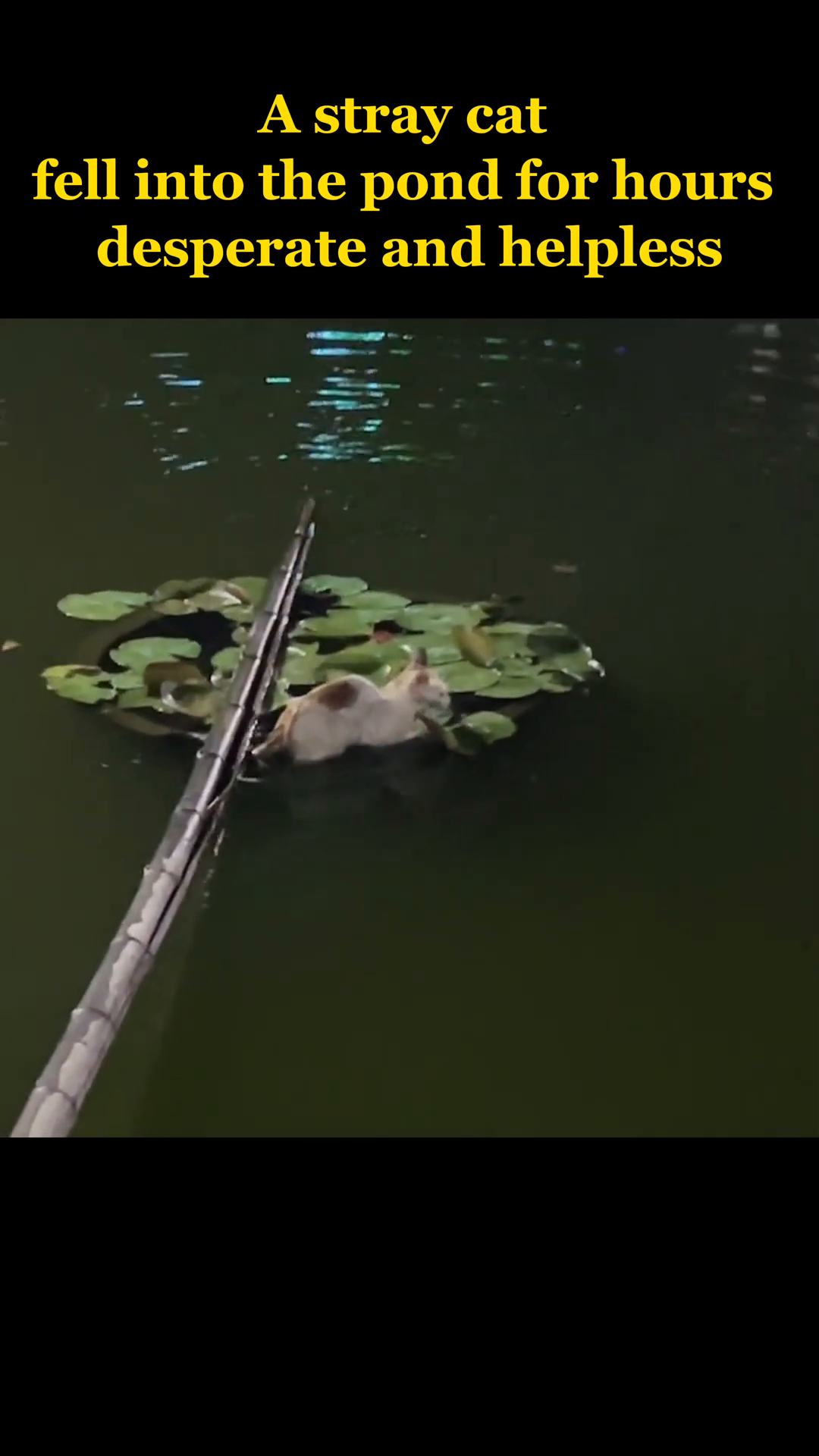 A person uses a long stick to try and reach the stranded cat in the pond.