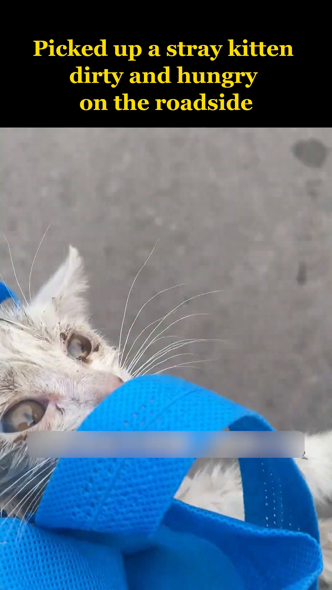 A person's hand gently picks up the small, dirty kitten from the ground.