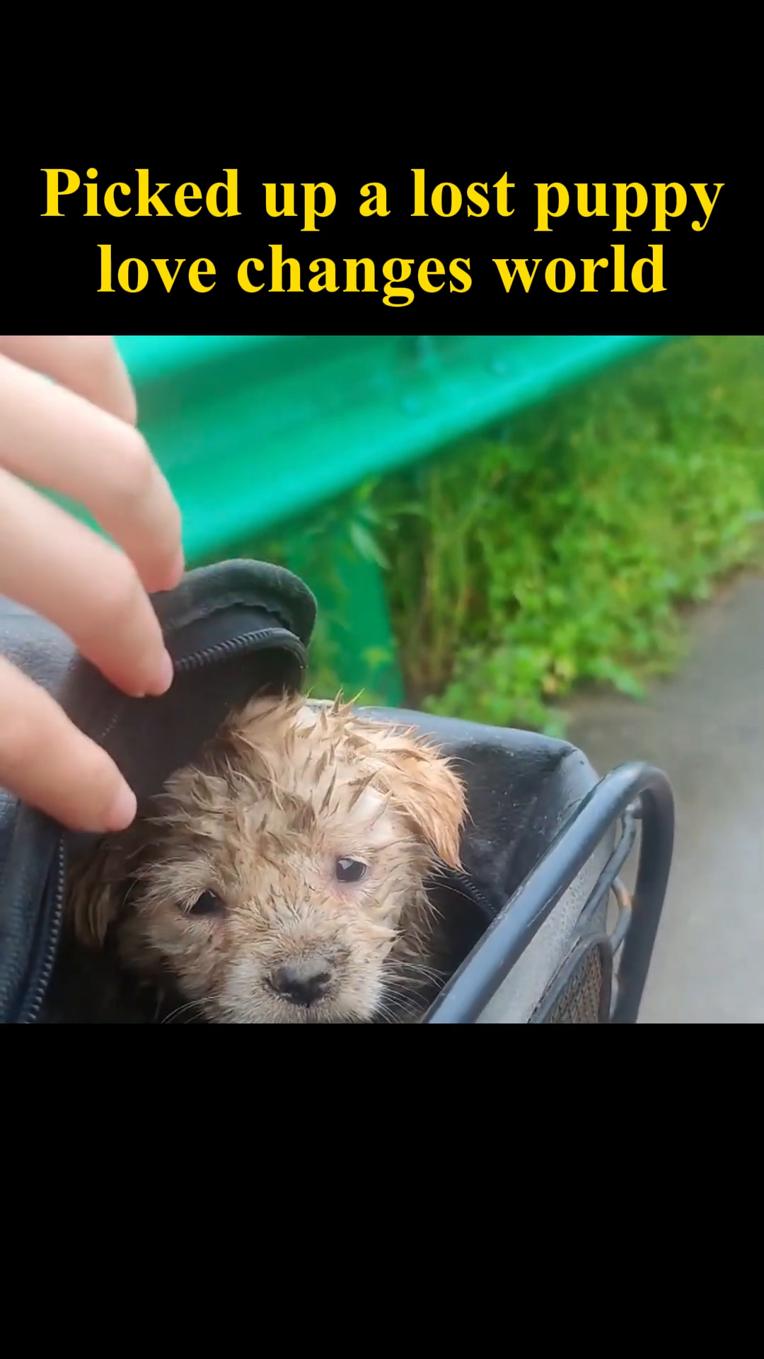 A person's hand gently reaches out towards the scared puppy.