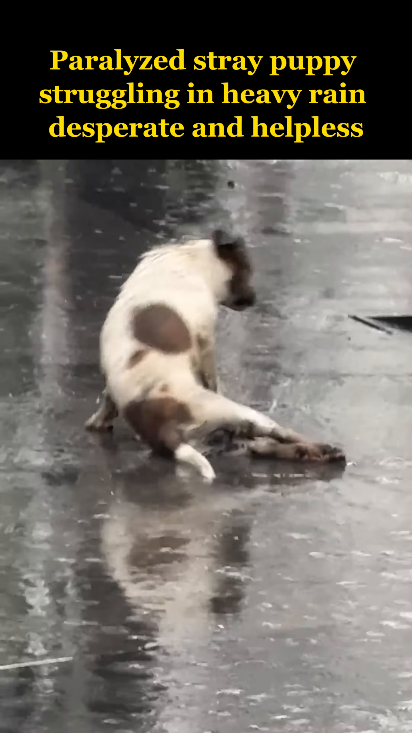 The paralyzed puppy is shown in a more vulnerable position, attempting to crawl with its front legs while its hind legs drag behind it on the wet ground.