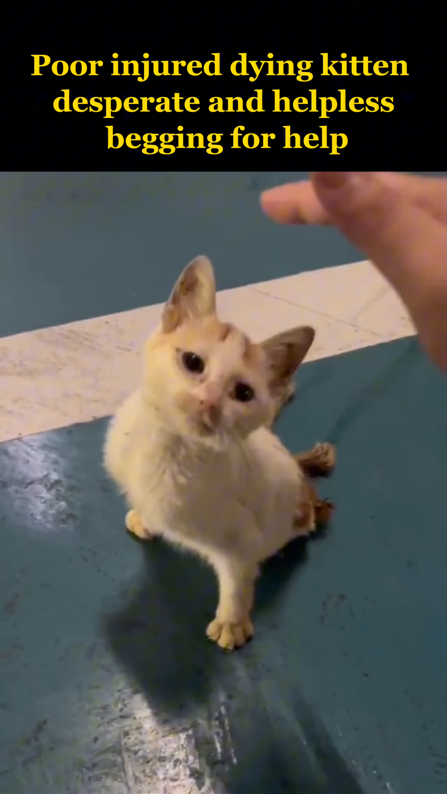 A hand gently pets the kitten, offering comfort.