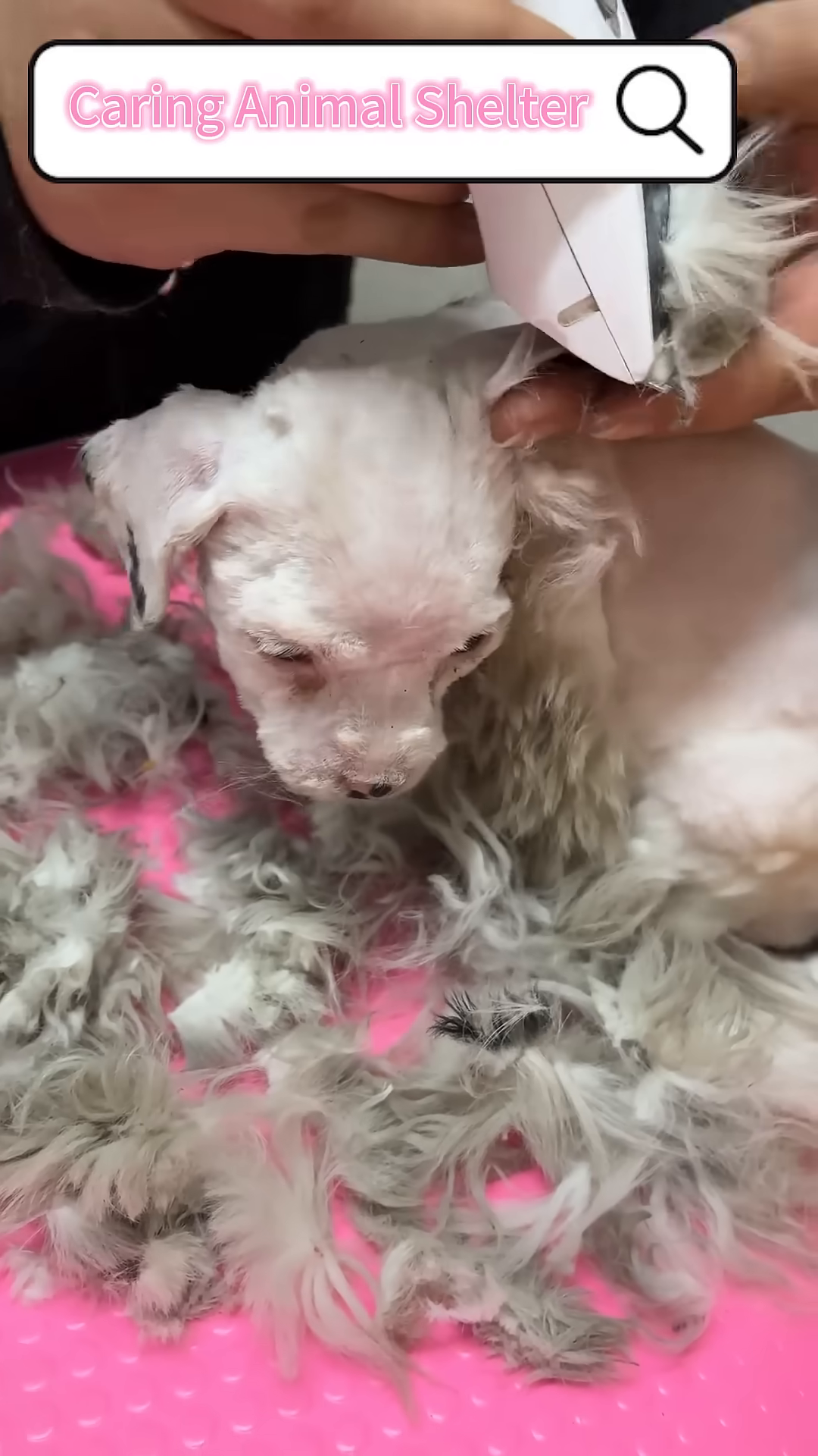Hands are shown grooming the puppy, removing matted fur.