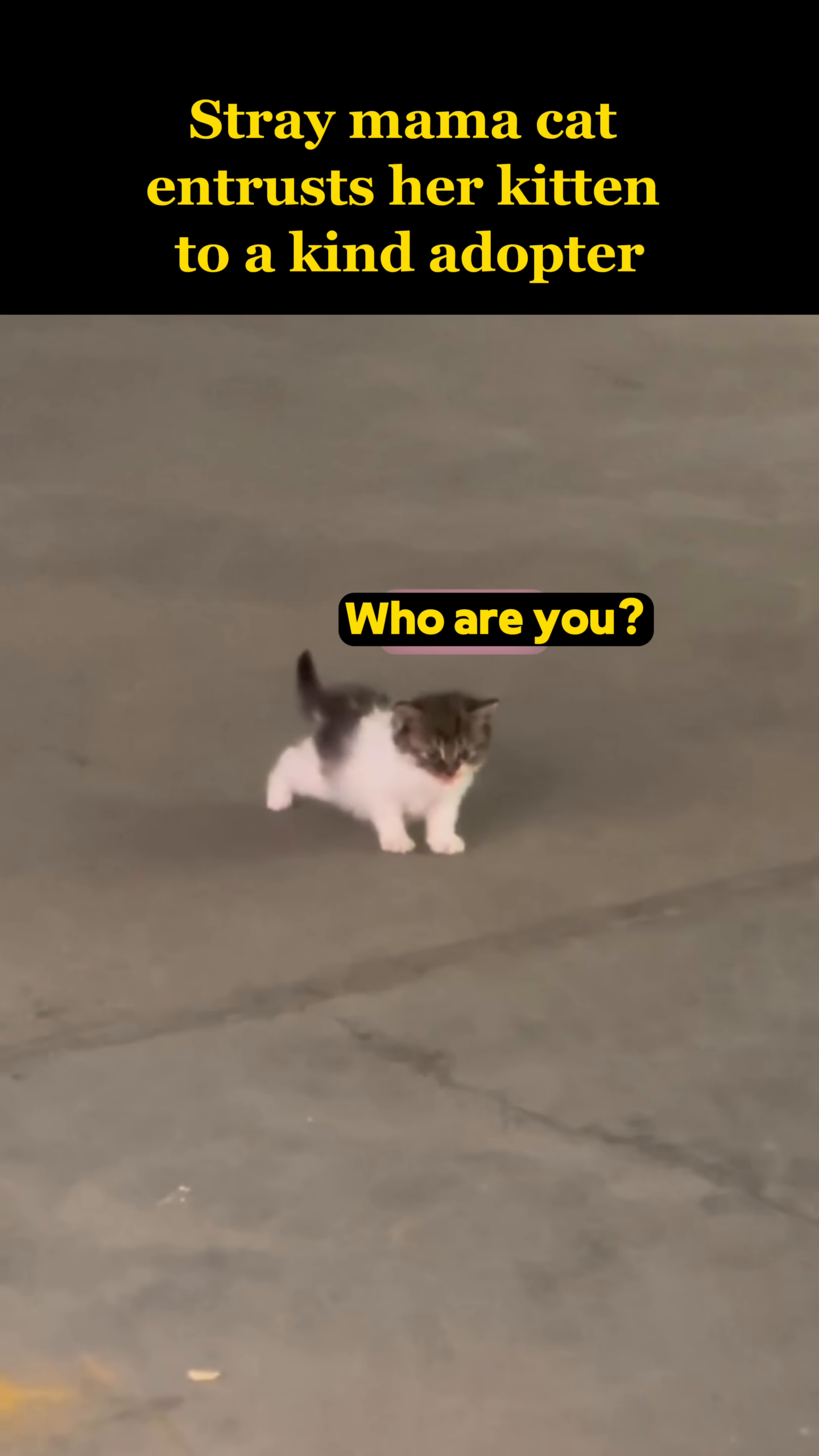 A tiny kitten looks back pleadingly at its mother, refusing to move forward.