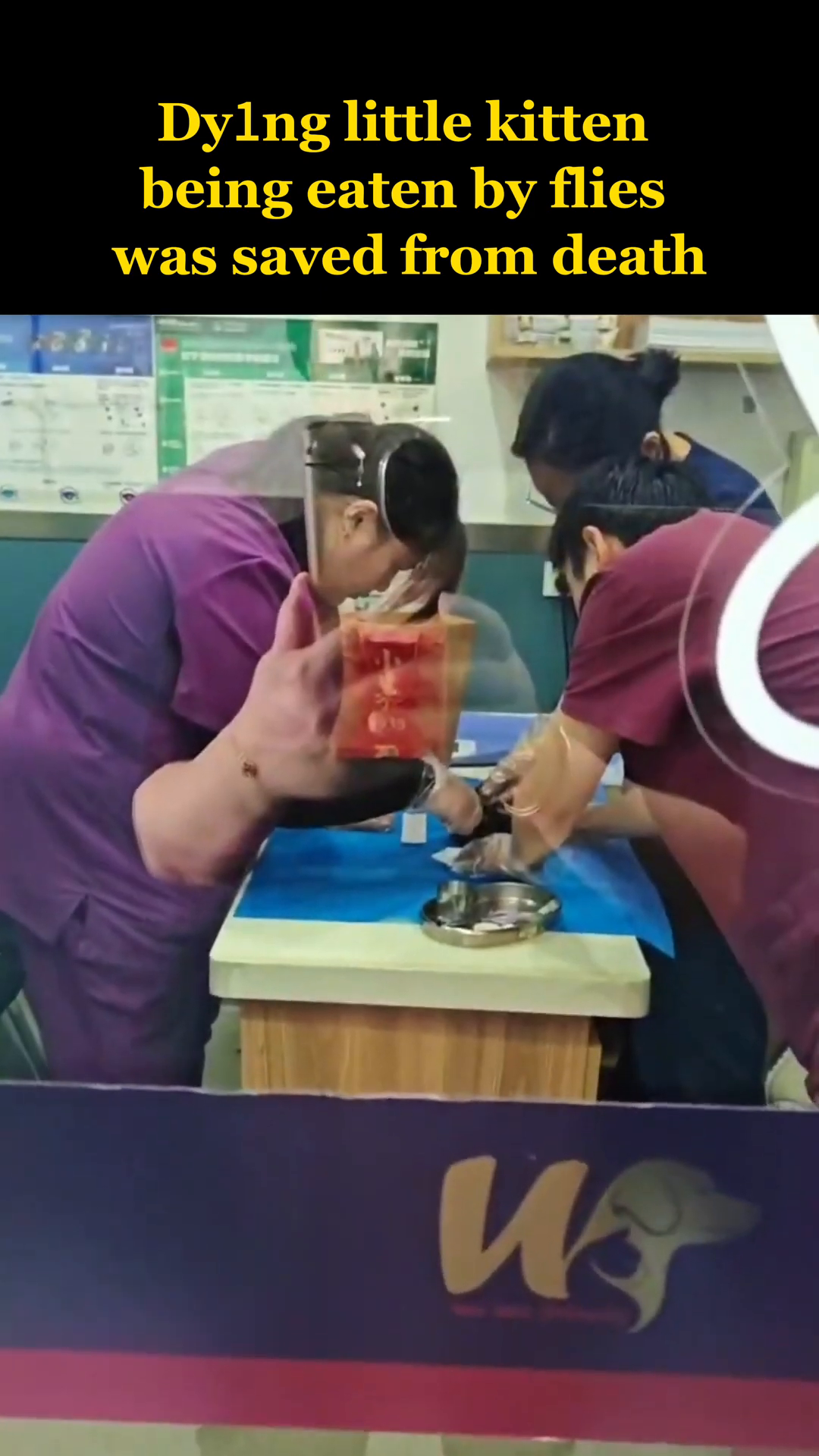 People in scrubs are seen leaning over the kitten, their expressions showing concern and a readiness to help.