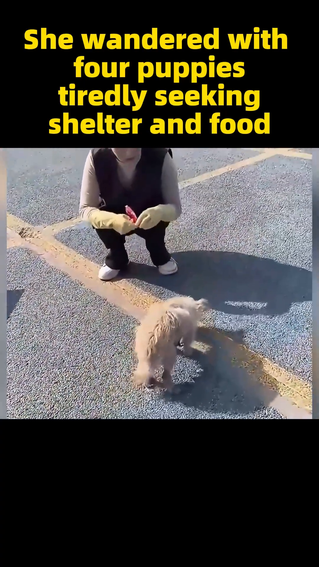 A person's hands gently reaching towards the puppies, offering comfort and safety.