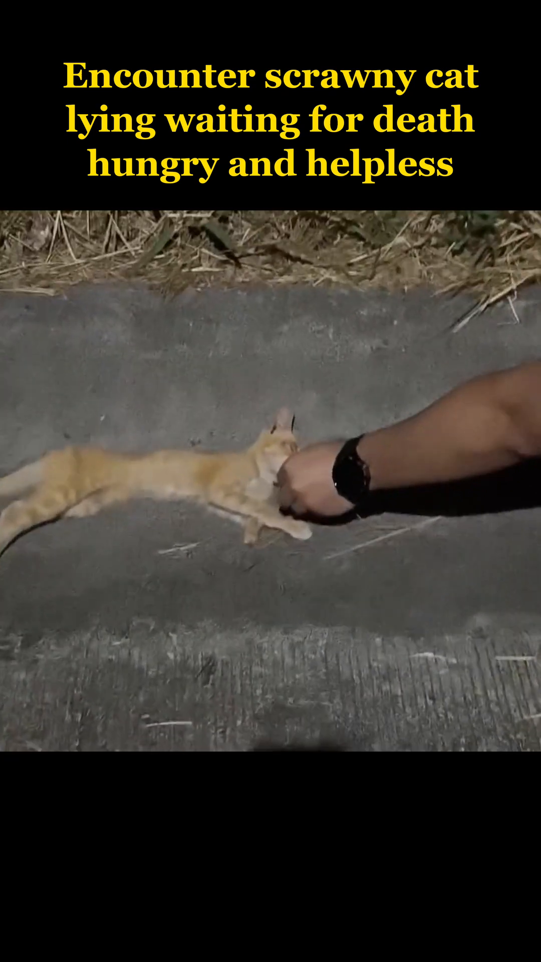 A person's hand gently reaching out towards the weak cat.