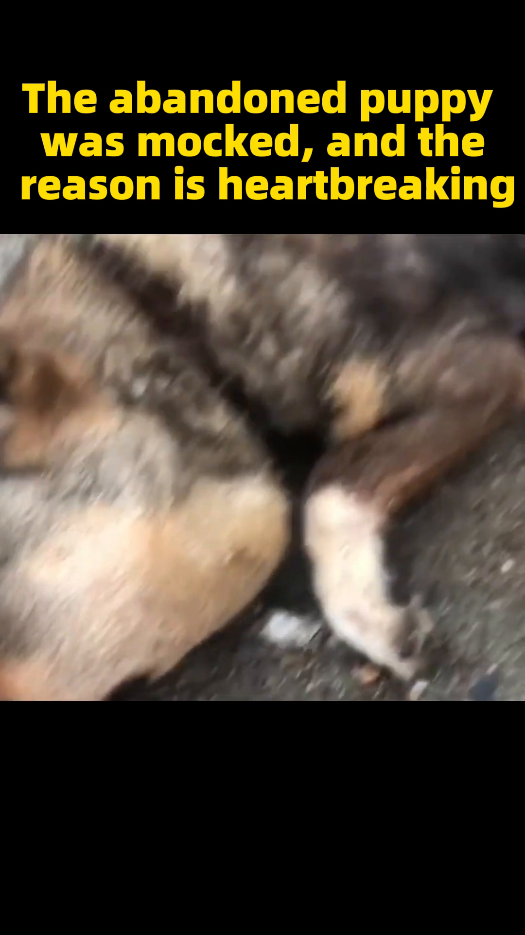The puppy looks down with sad eyes, his posture conveying a sense of shame and hurt.