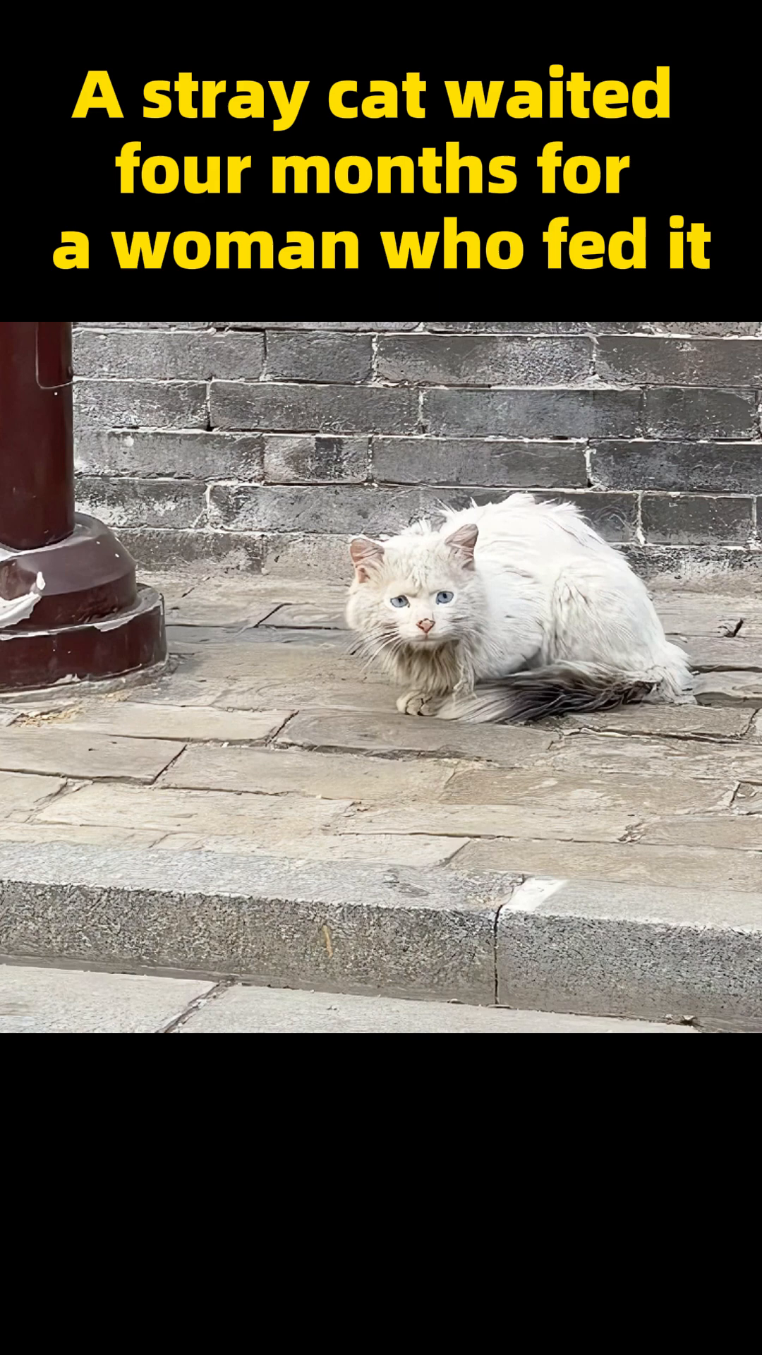 A woman gently approaches a stray cat with a carrier.