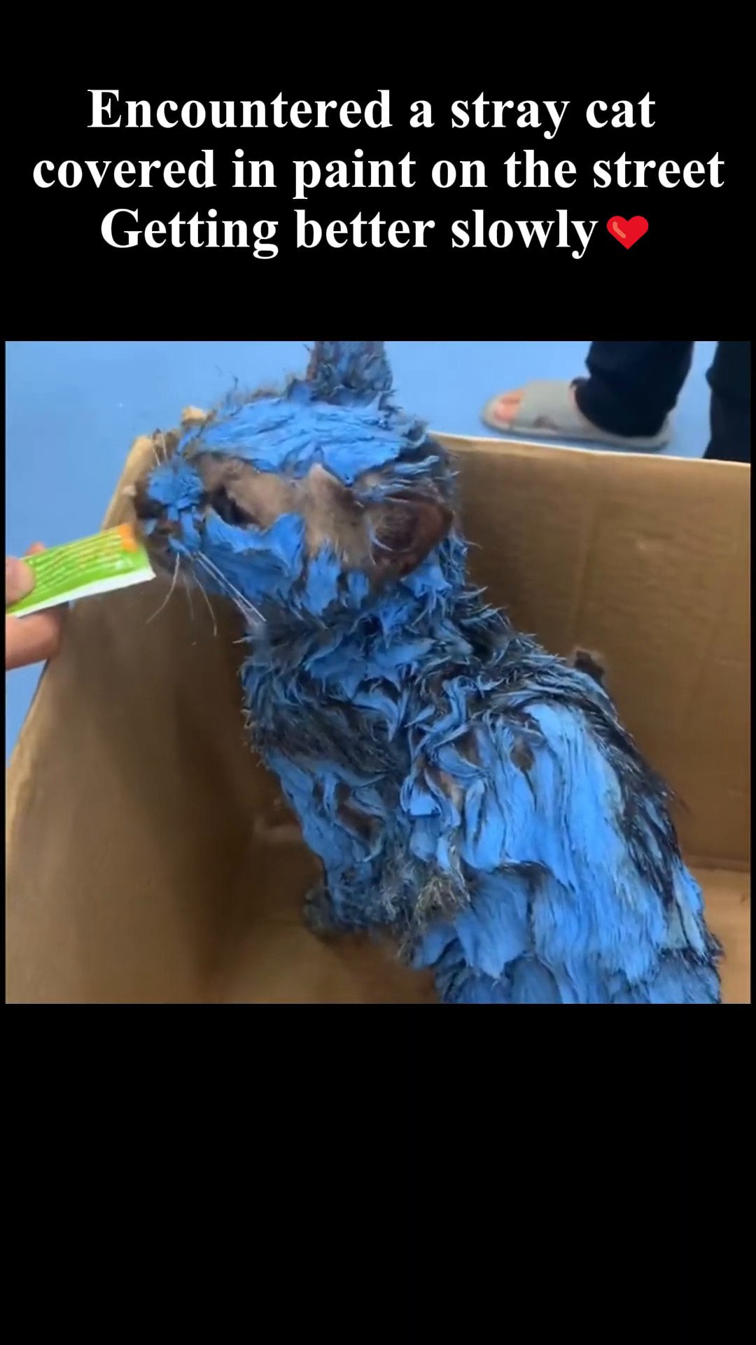 The paint-covered cat in a box, being offered food at the clinic.