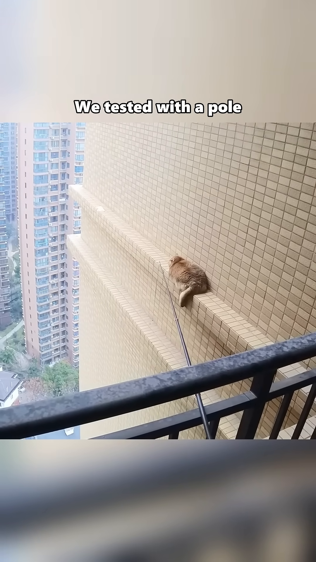 A person uses a long pole with a net attached to gently approach the cat on the balcony edge.