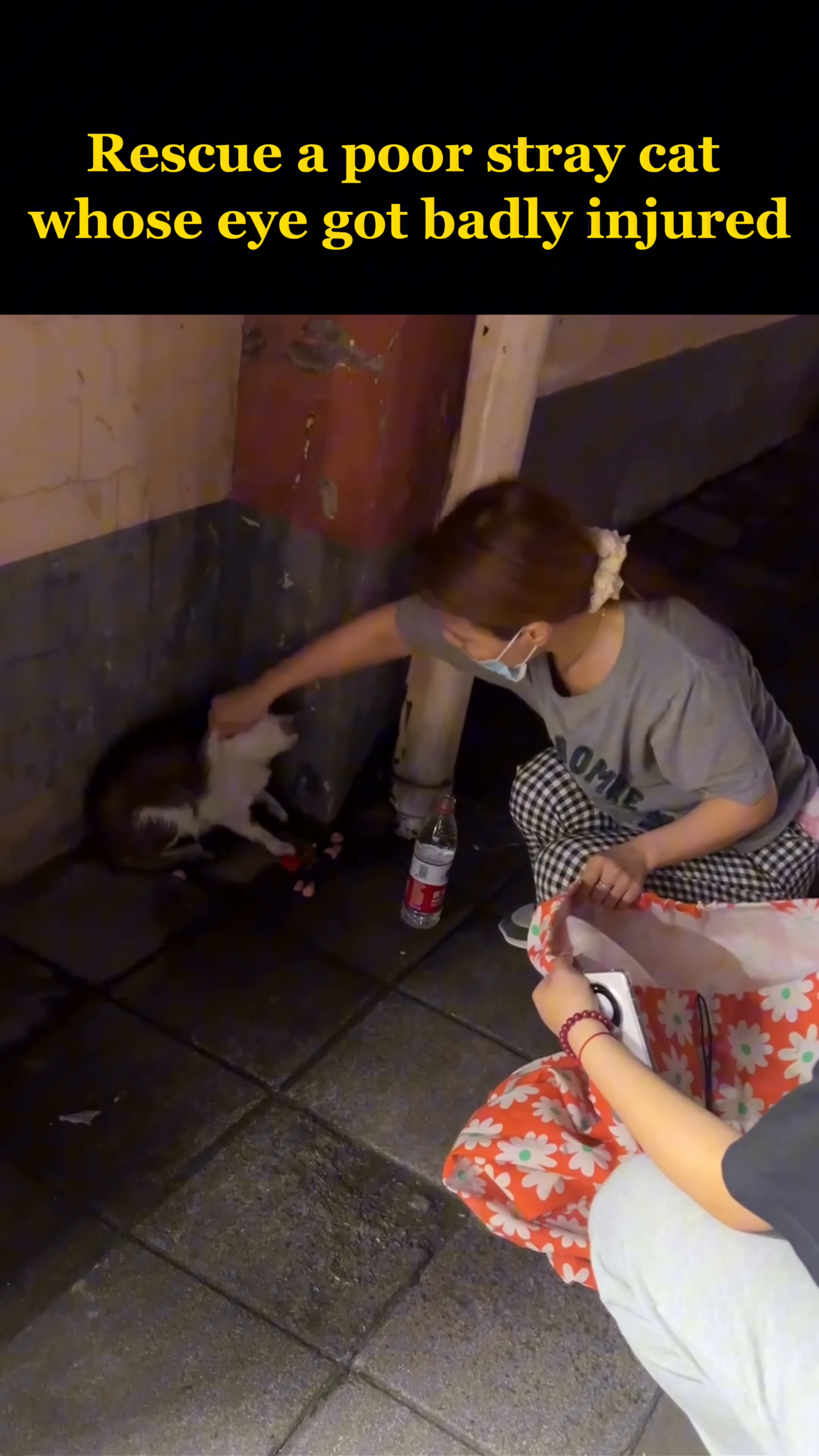 A person offers food to the injured stray cat, which is beginning to trust them.