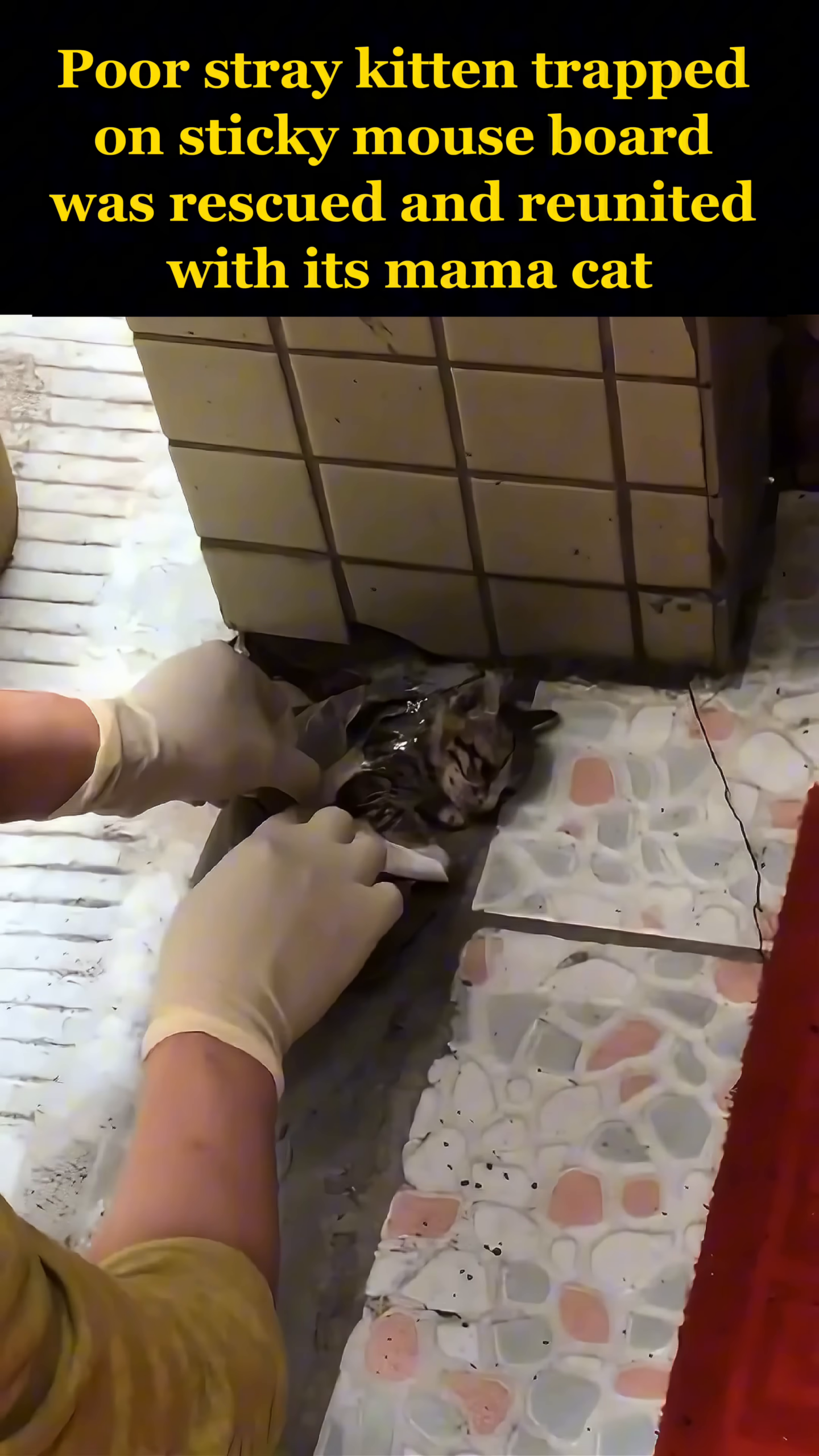 A rescuer, wearing gloves, carefully begins the delicate process of peeling the trap away from the kitten's fur.