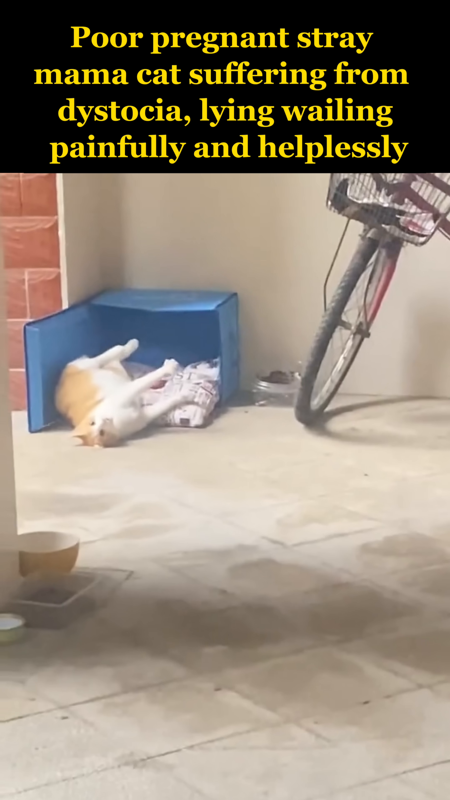 The pregnant cat, still in agony, lies inside a blue box, seeking a small refuge.
