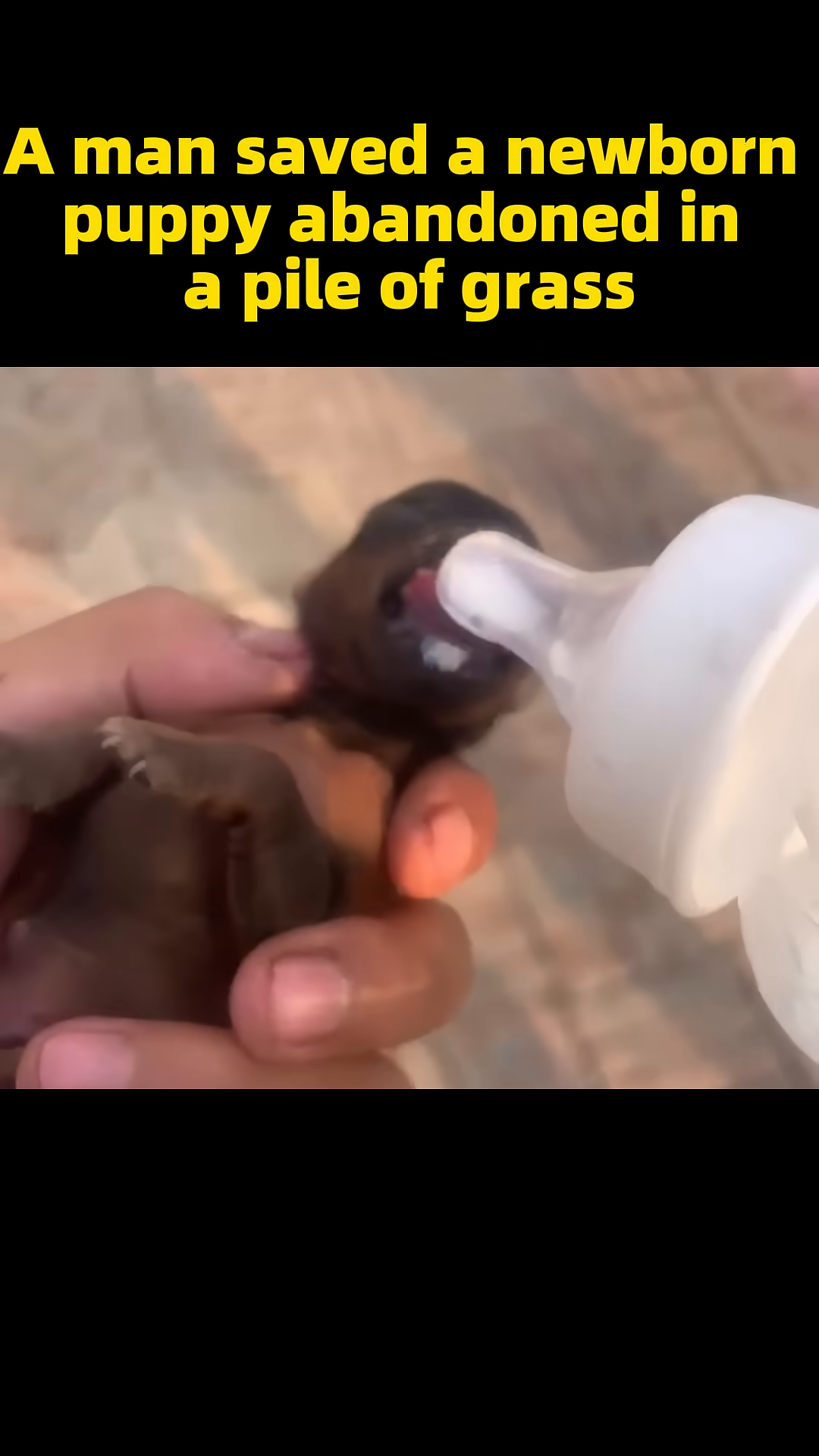 A tiny puppy is being carefully bottle-fed milk by a caring hand.