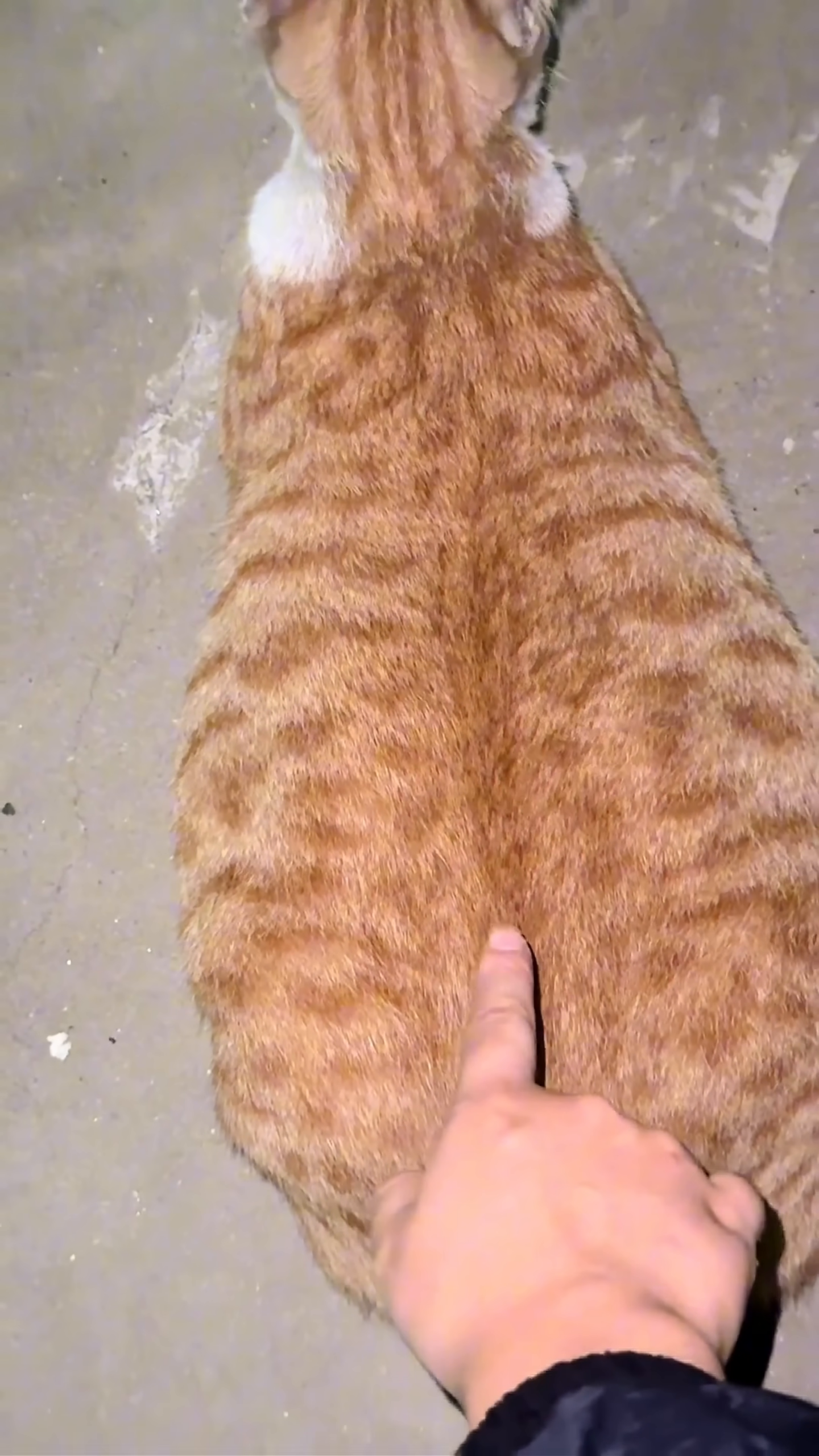 A hand gently touches the heavily pregnant cat's large belly, confirming her advanced state.
