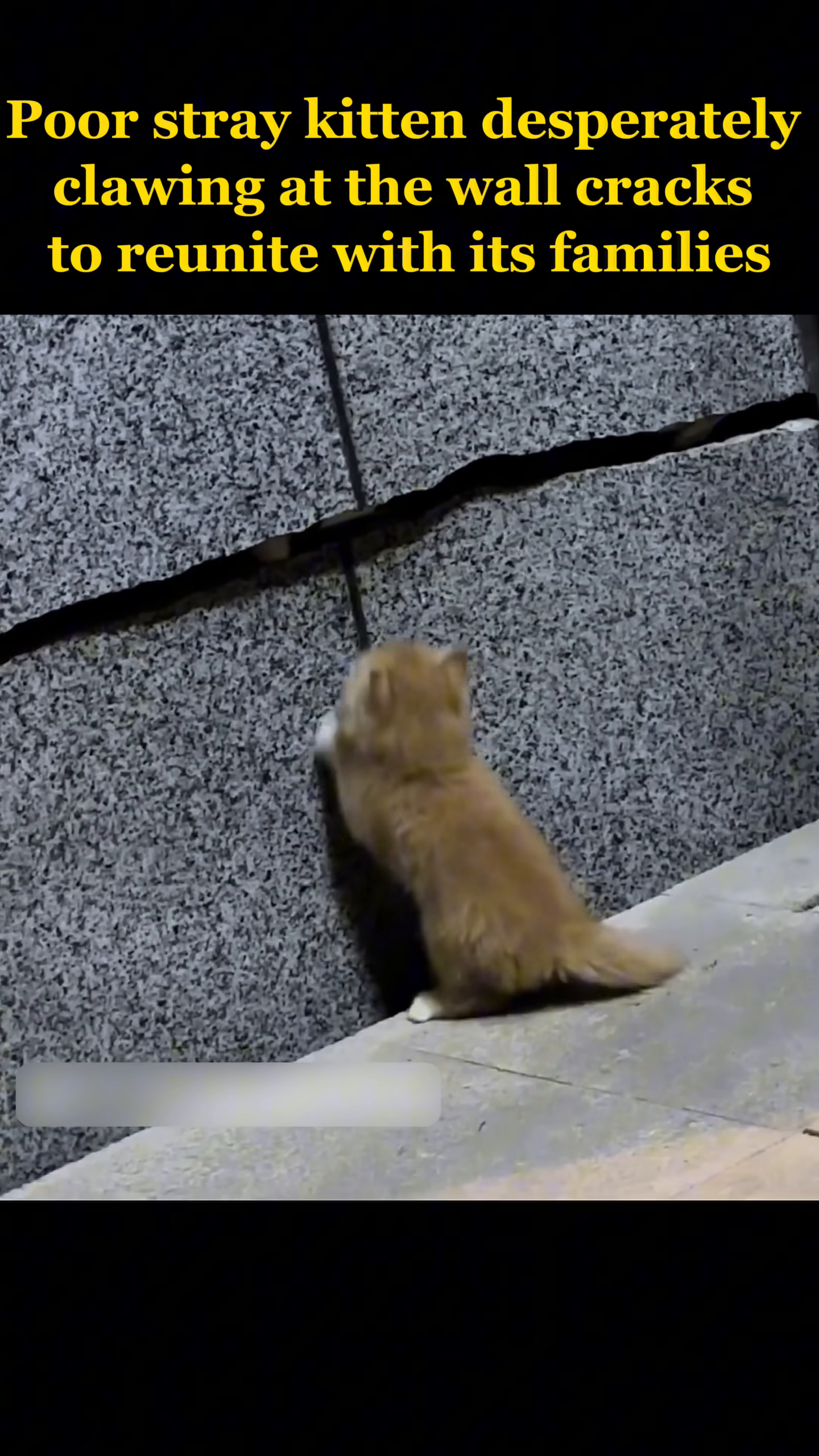 The kitten, with its head pushed deep into the wall crack, makes a determined but ultimately futile attempt to get through.