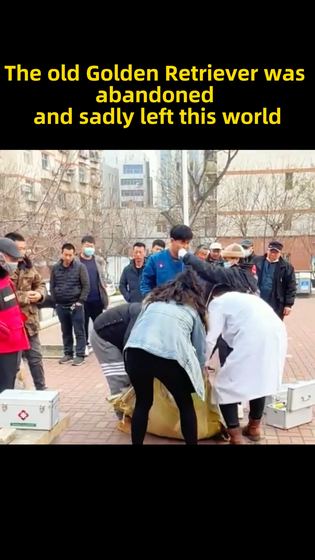 Rescuers carefully lift the dog, wrapped in a yellow tarp, to transport it.