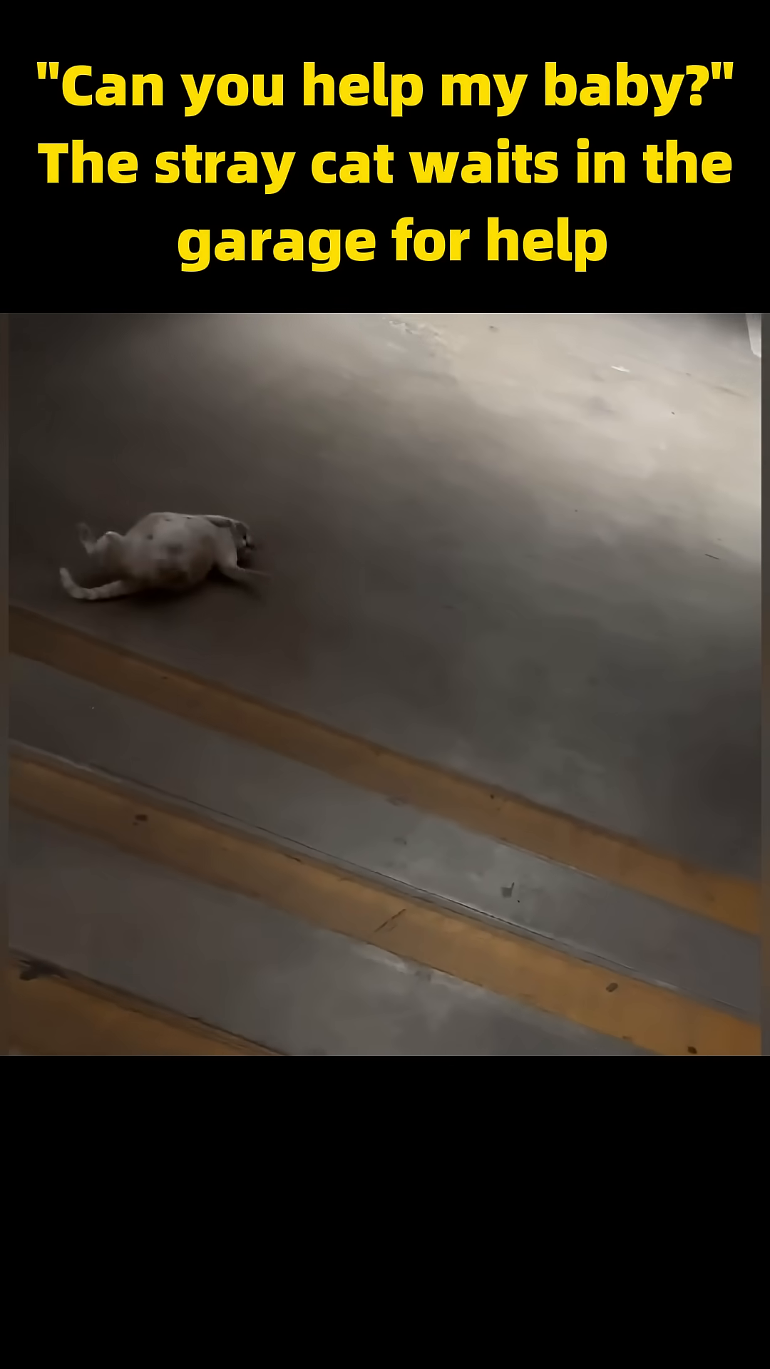 The pregnant cat rolls onto her back, revealing her belly, seemingly pleading for help.