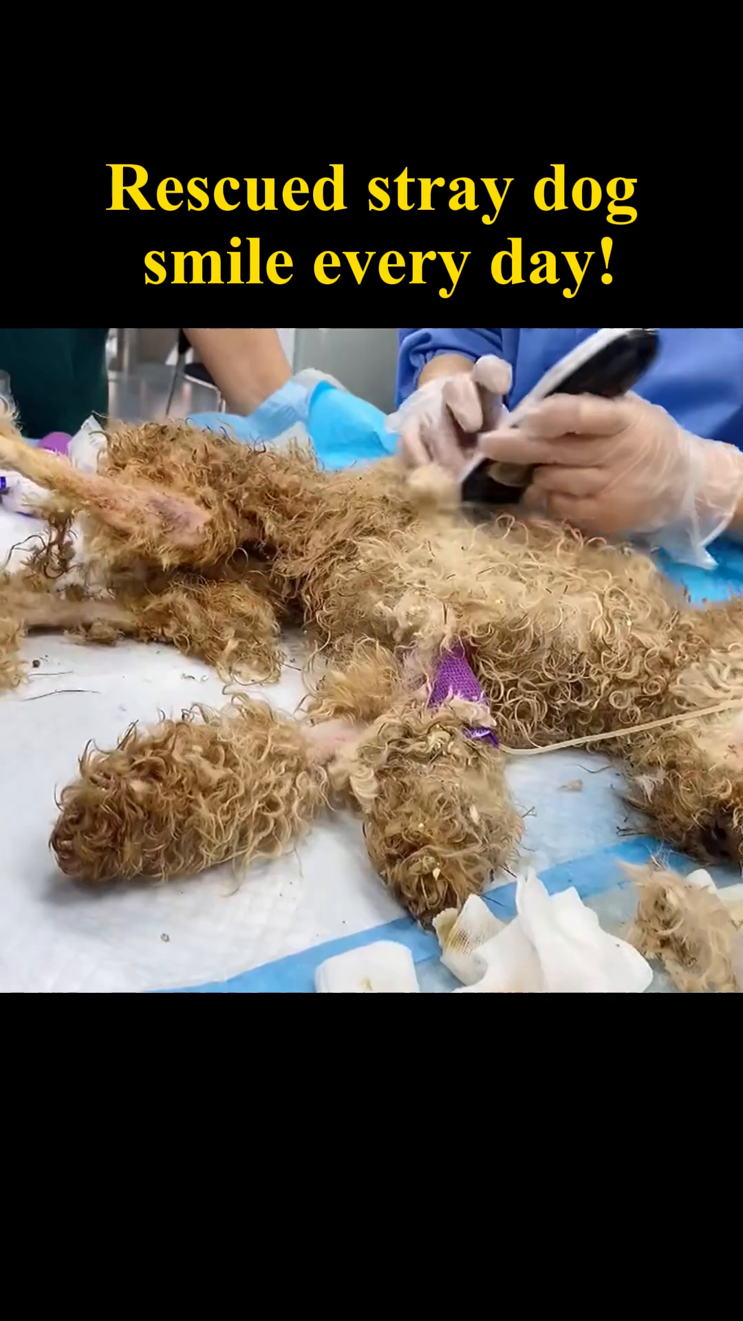 Veterinarians carefully examining and treating the dog.