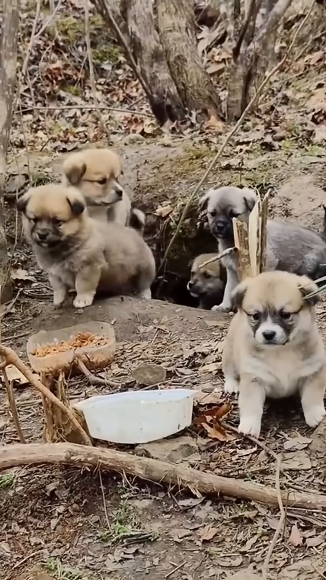 A litter of small, fluffy puppies are seen in a makeshift den among tree roots.