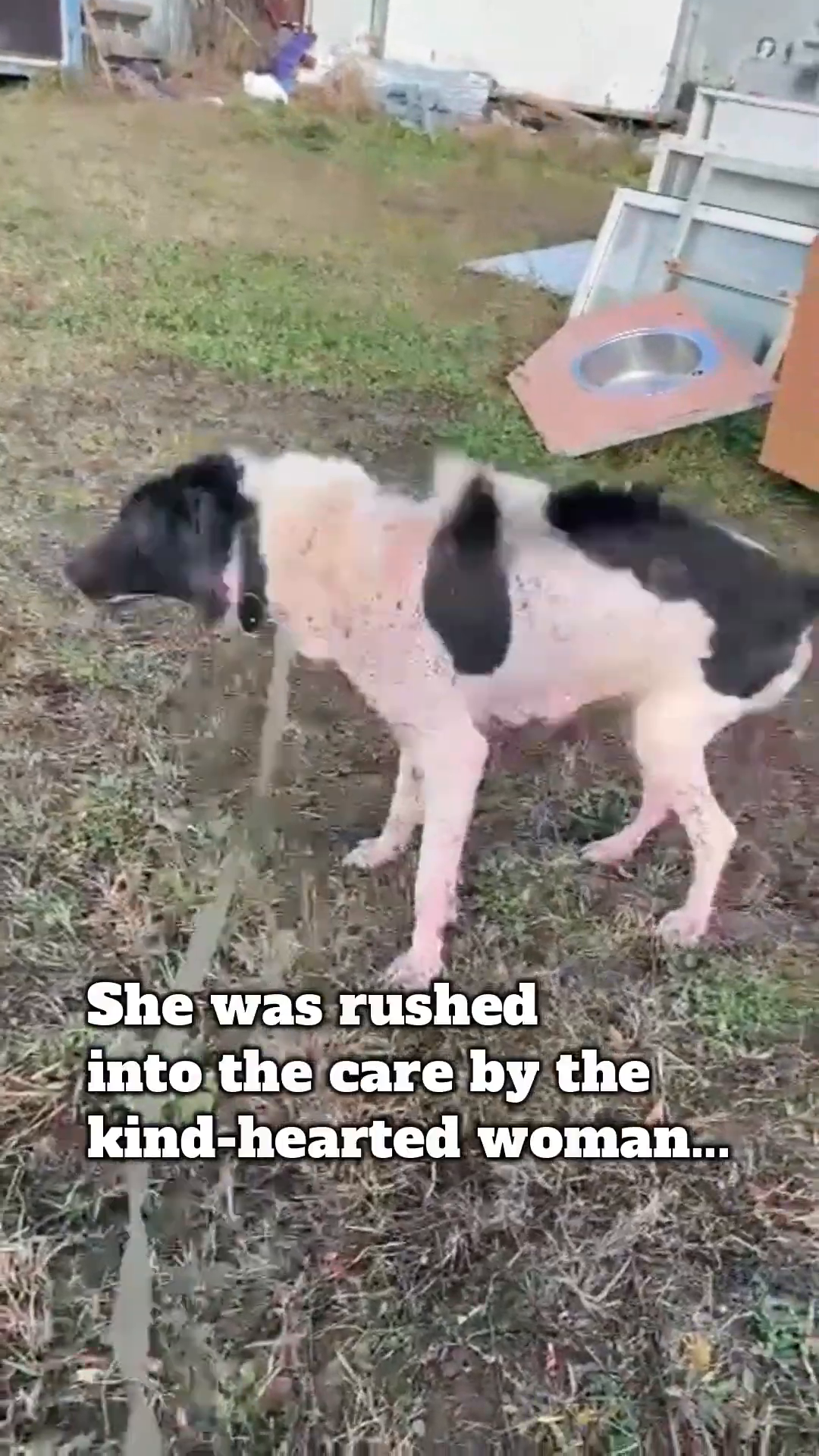 A woman gently approaches the dog, offering comfort.