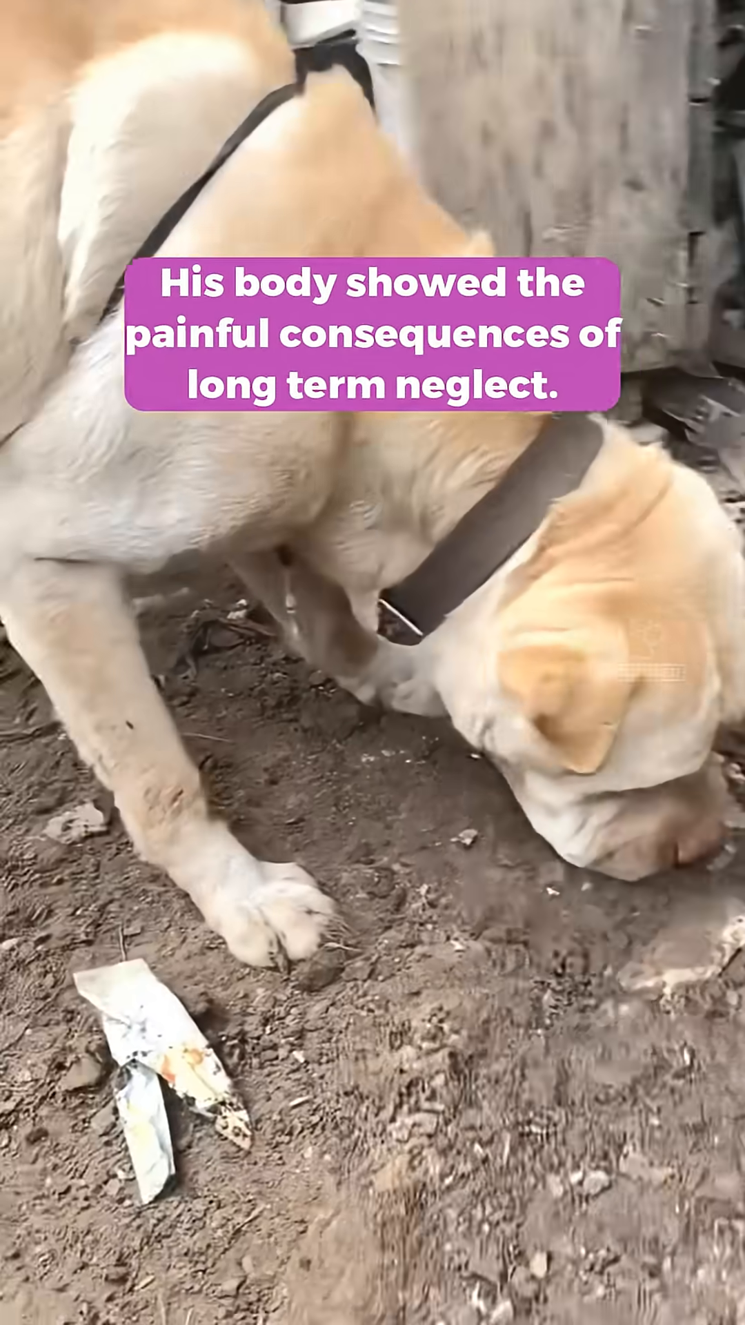 The dog, appearing weak, attempts to eat from a blue bowl on the ground.