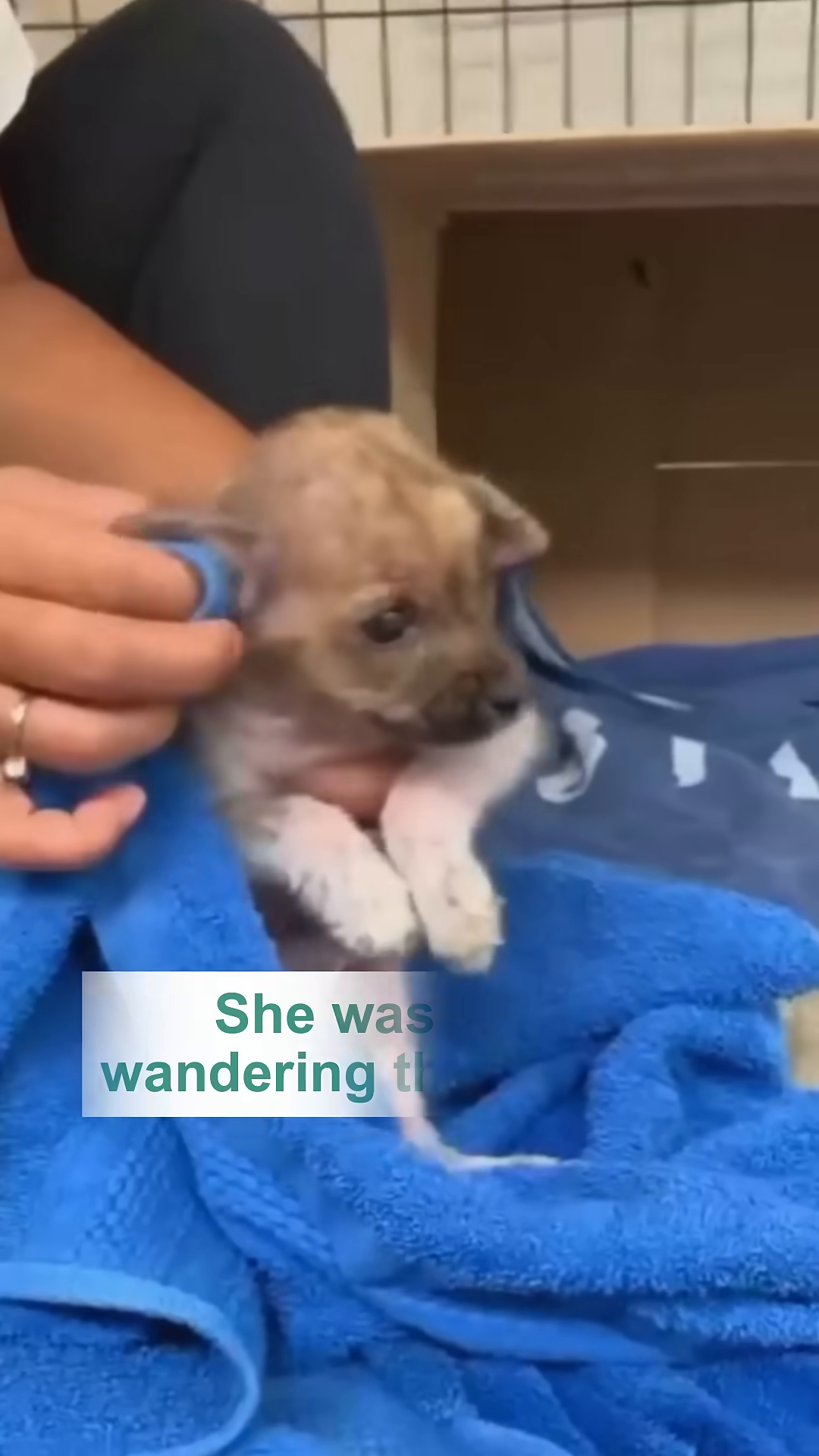 A person gently holding the puppy, who appears weak and fragile.