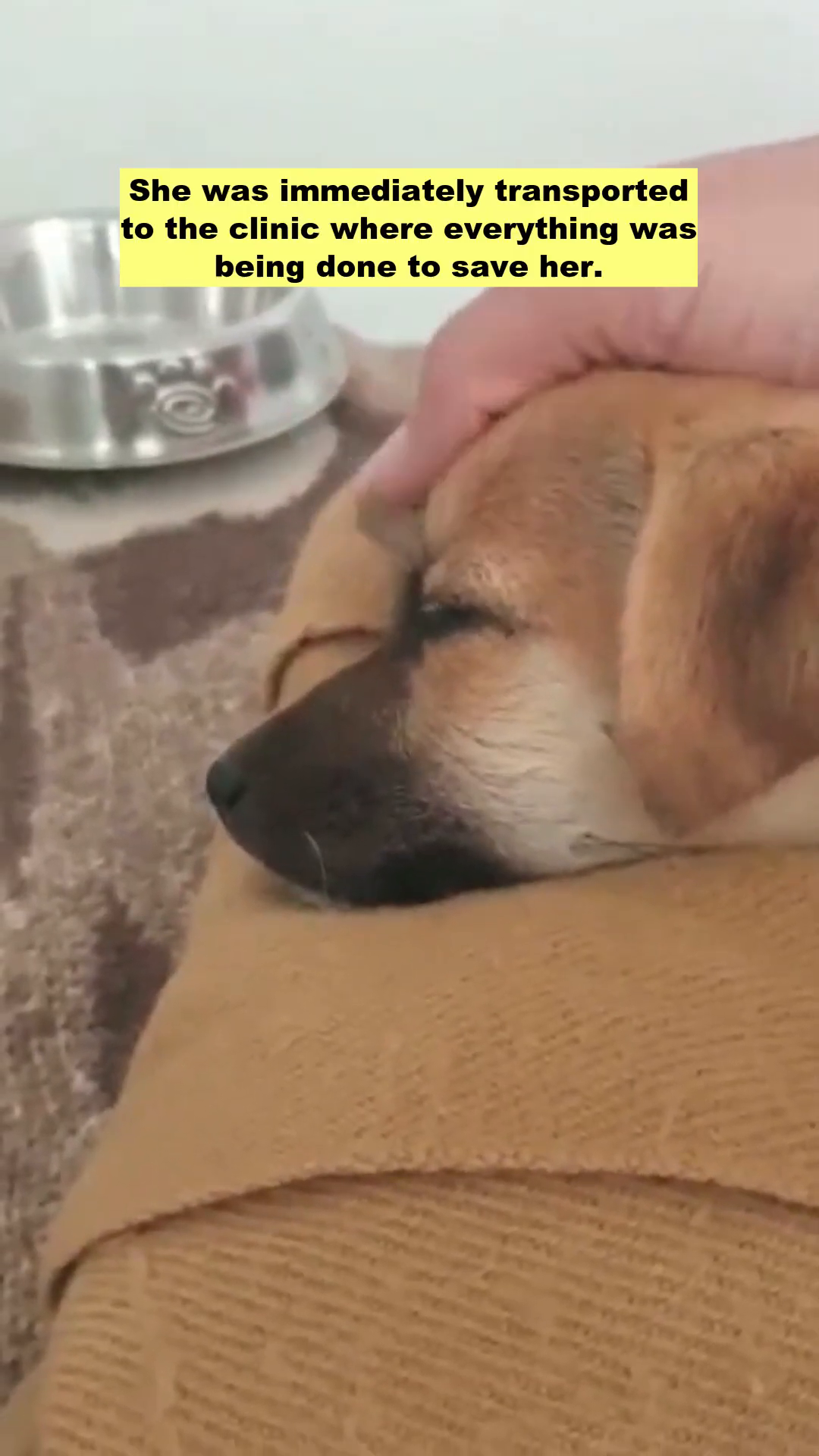 A close-up of a puppy's back as a needle is inserted for an injection.