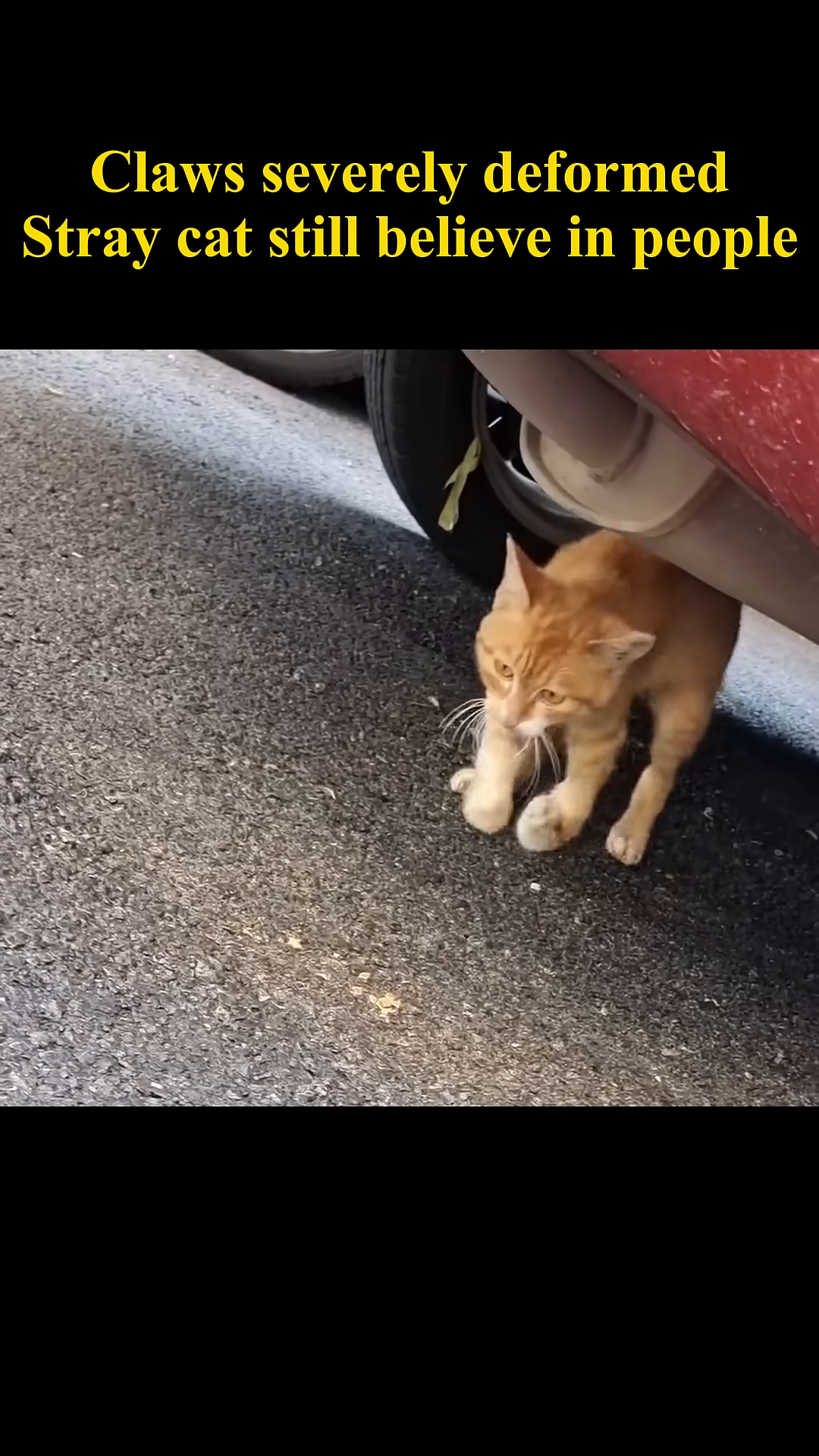 The cat wears a cone around its neck, symbolizing the start of its recovery.