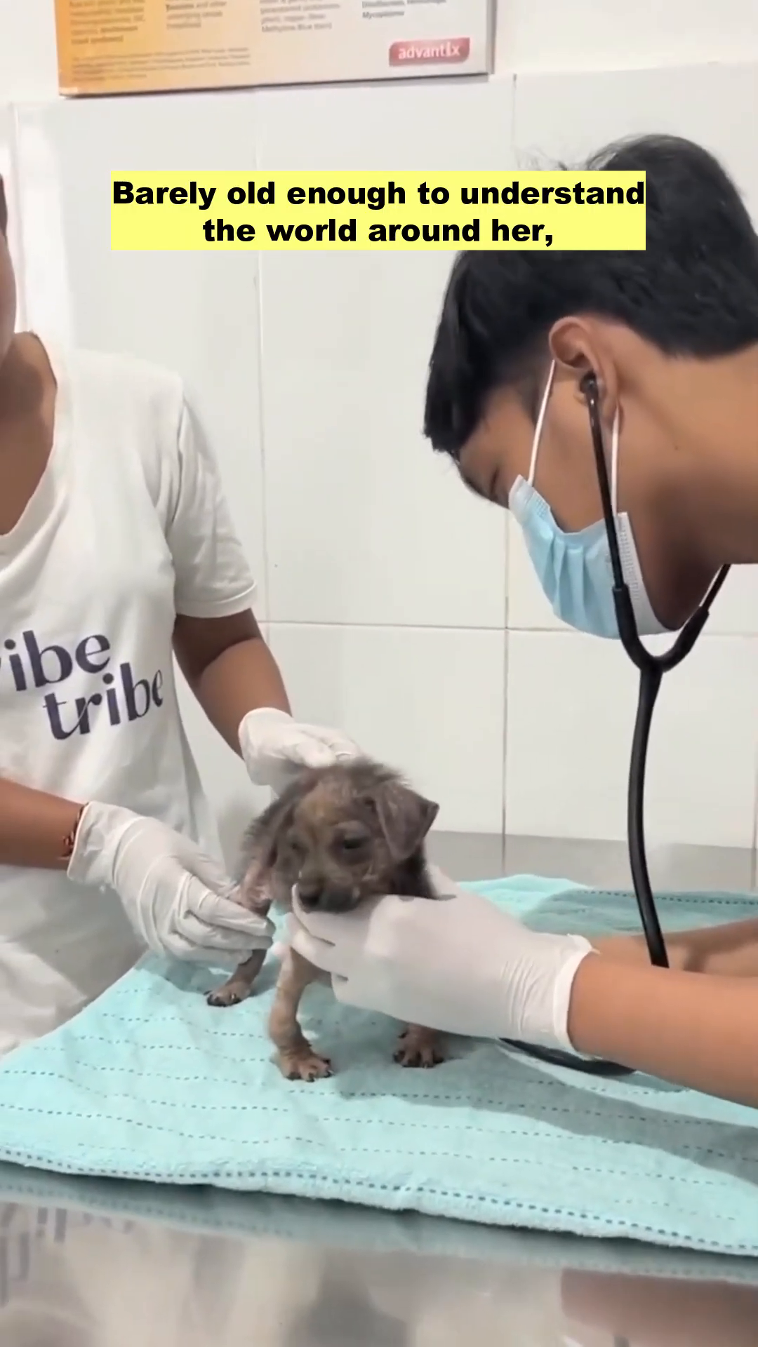 Tiny Lulu lying down, with her front legs bandaged and appearing deformed.