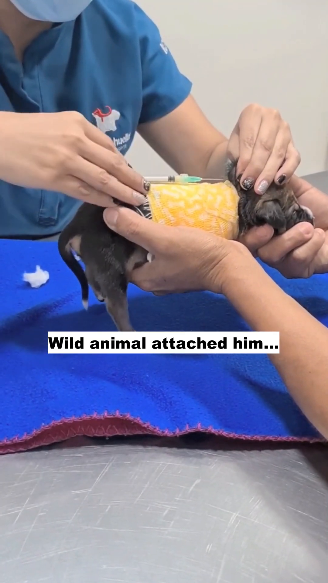 Close-up of a veterinarian's hands bandaging a puppy's torso.