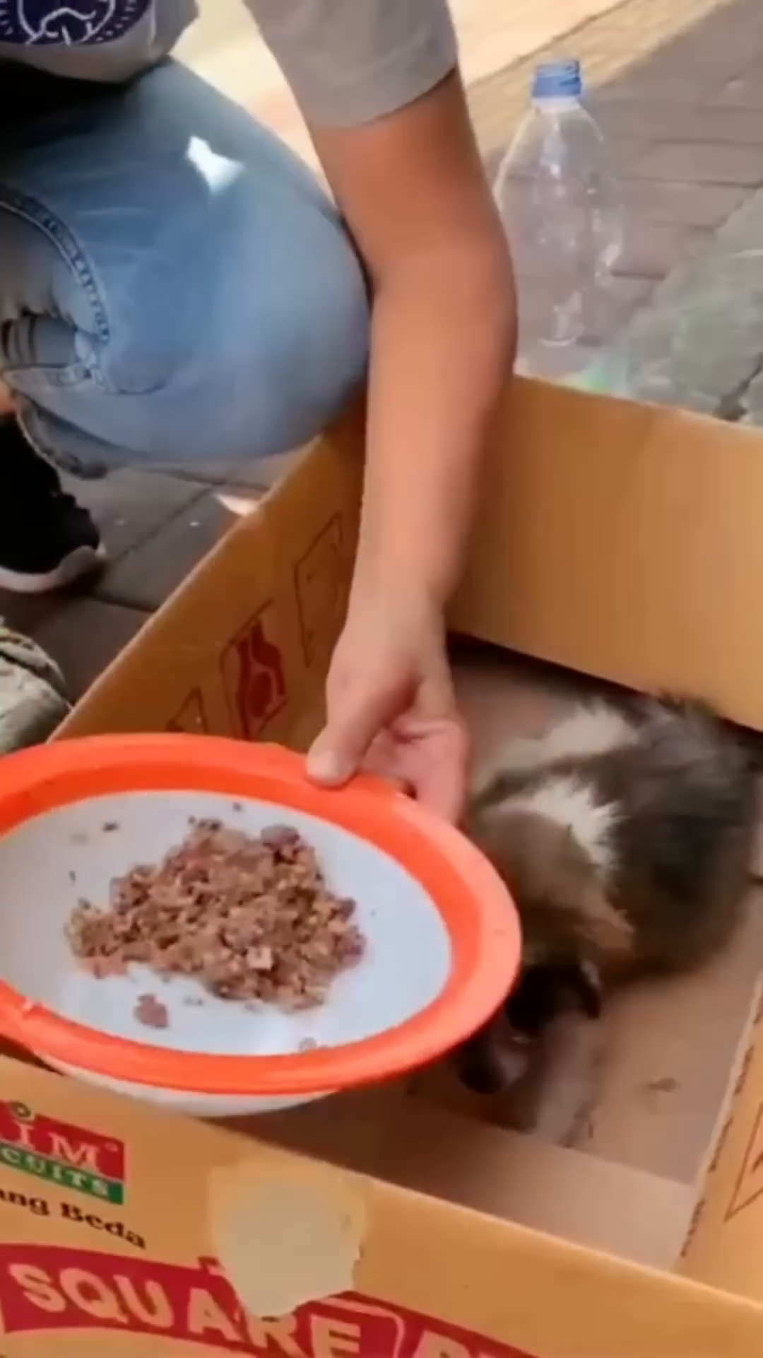 A person offering food and water to the weak puppy in a box.