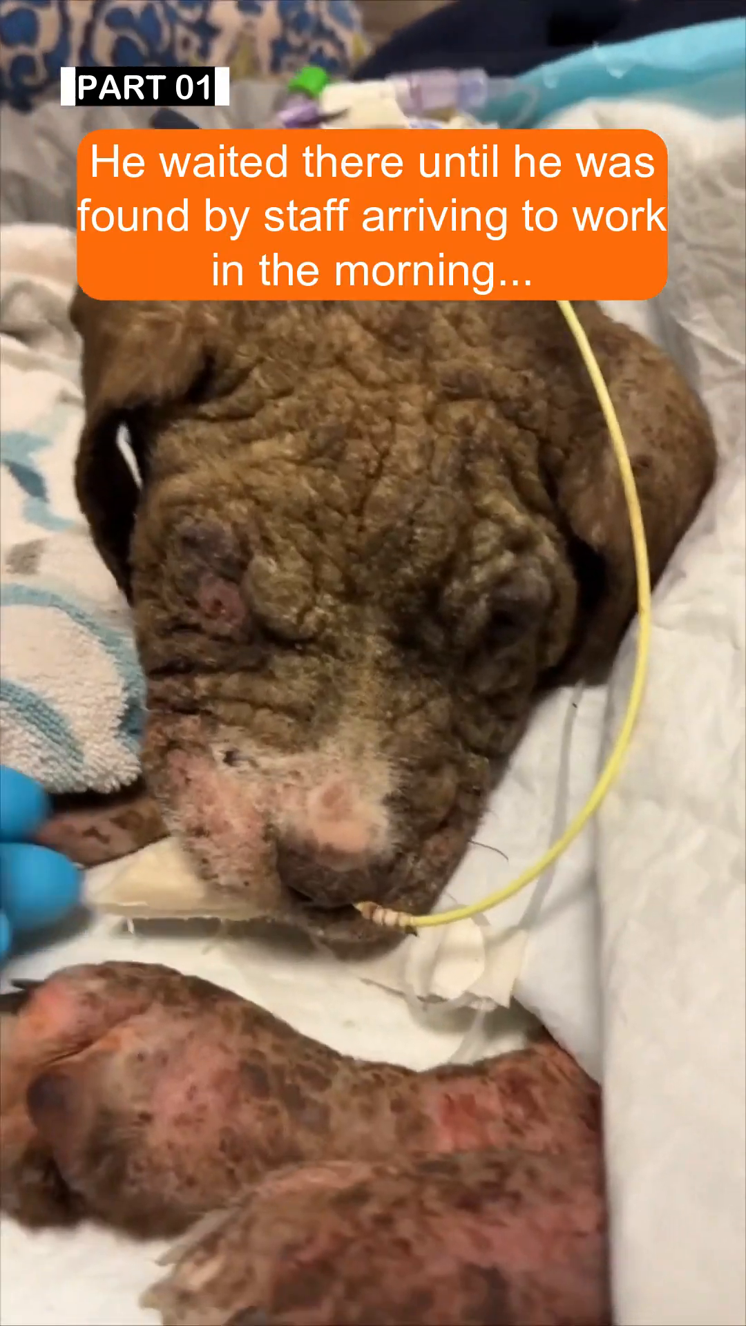 A puppy being cared for by gloved hands, appearing very ill.