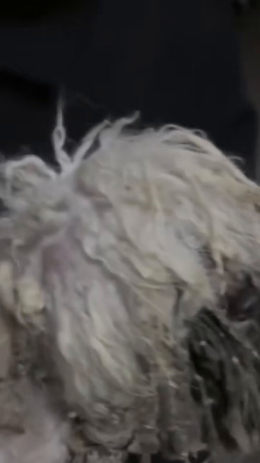 The dog's matted fur is being shaved off, revealing its skin.