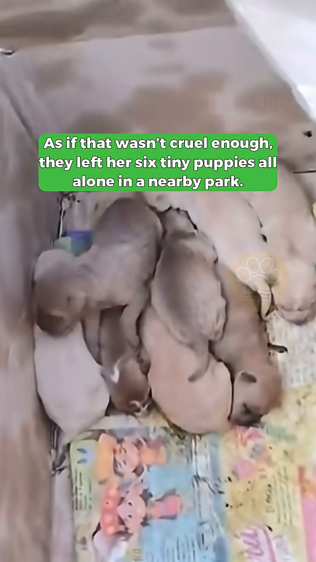 A close-up of the mother Shar Pei's face, showing distress and sadness.