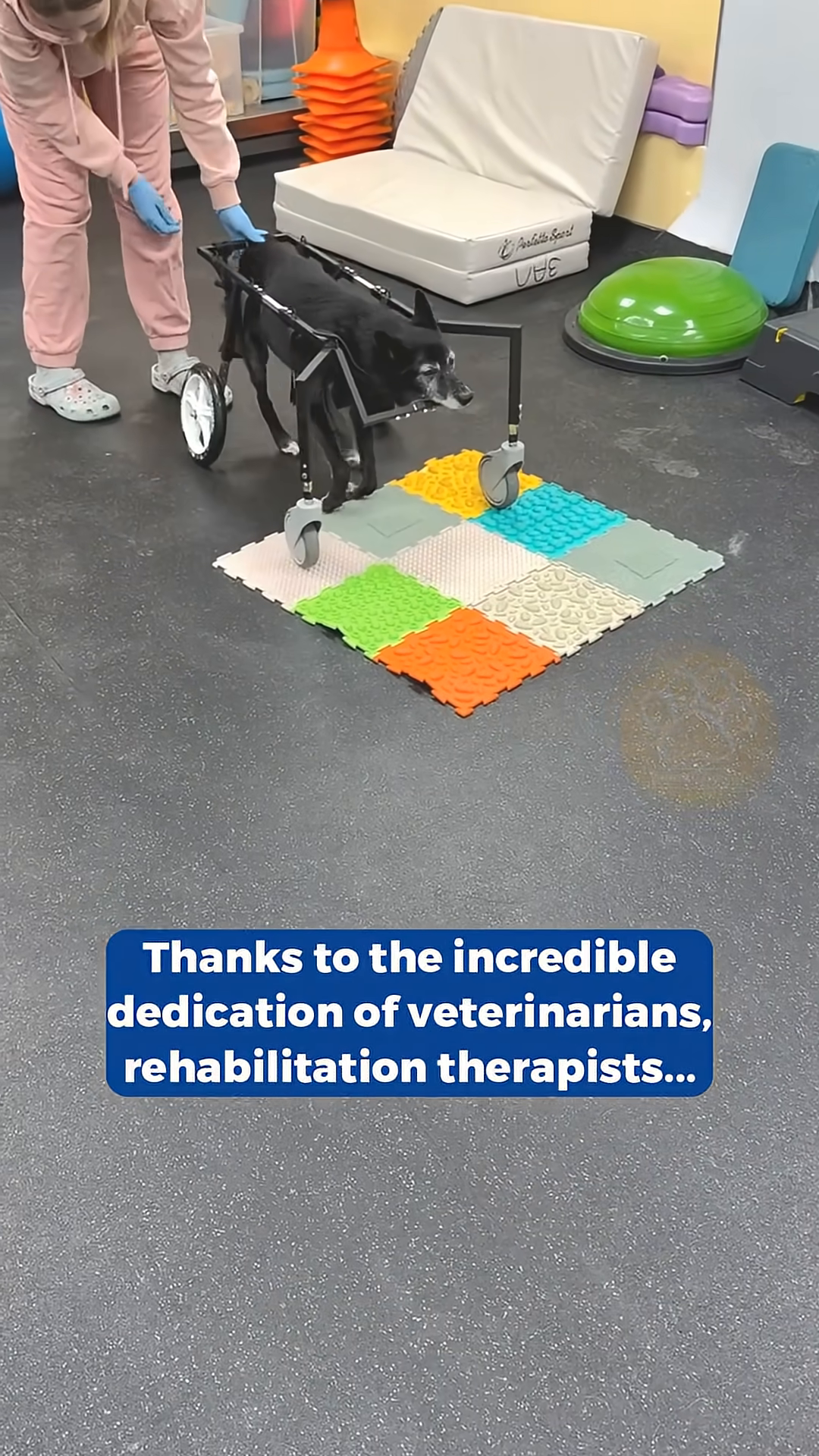 A black dog is being helped to stand by two people in a rehabilitation setting, with colorful mats on the floor.