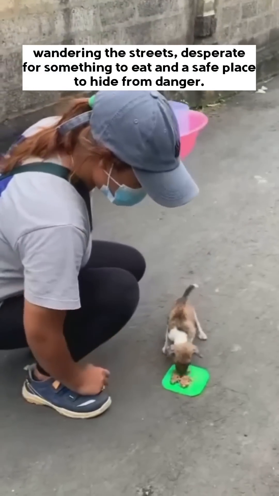 A person's hand offers a green plate with food to the puppy.