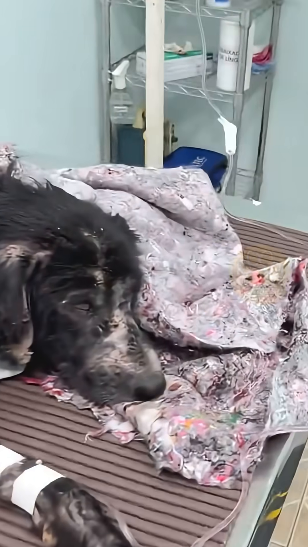 A close-up of the dog lying down, with a bandage on its leg, receiving care.
