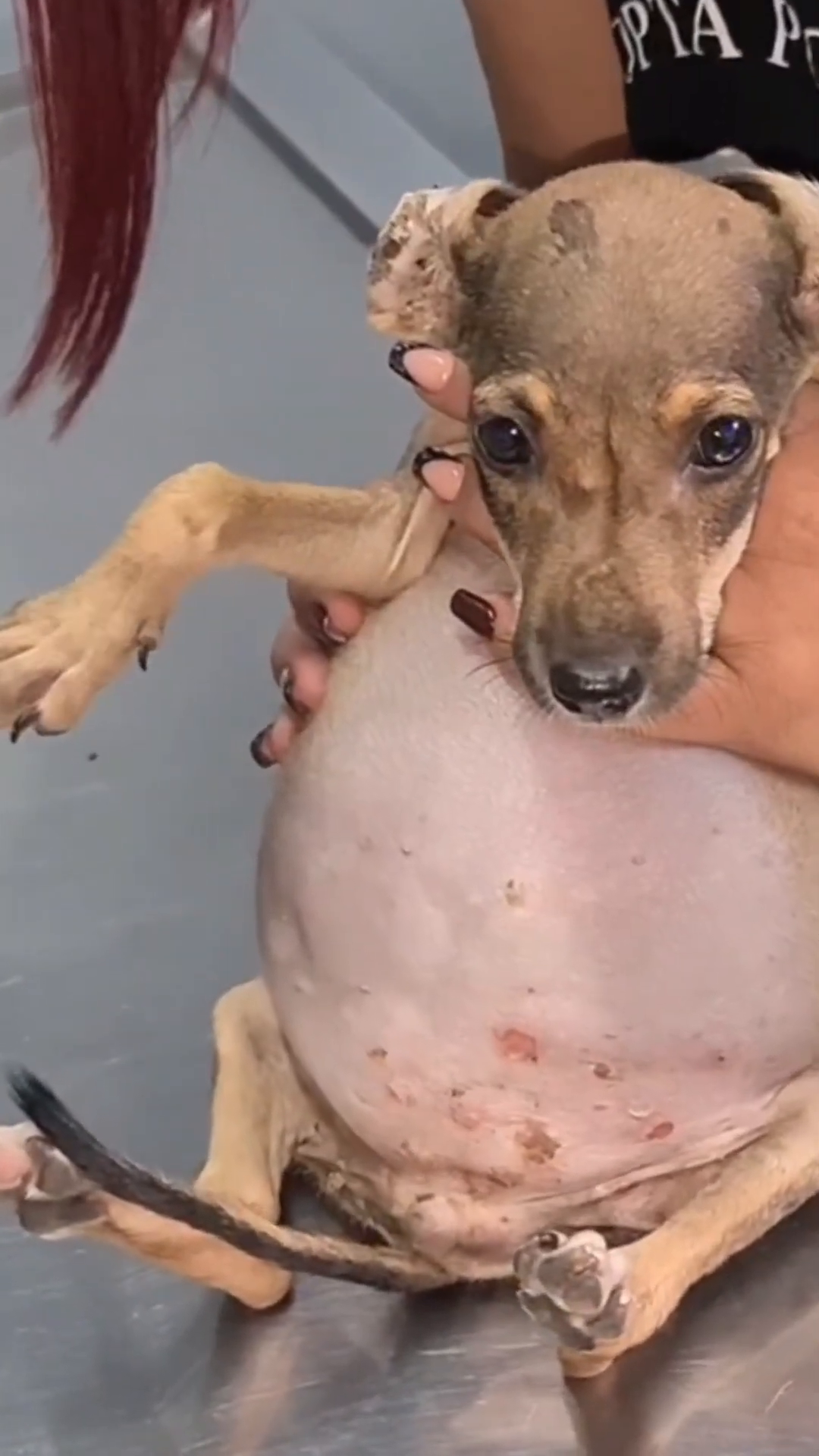 Lolita's face showing pale gums and ears, emphasizing her critical condition.