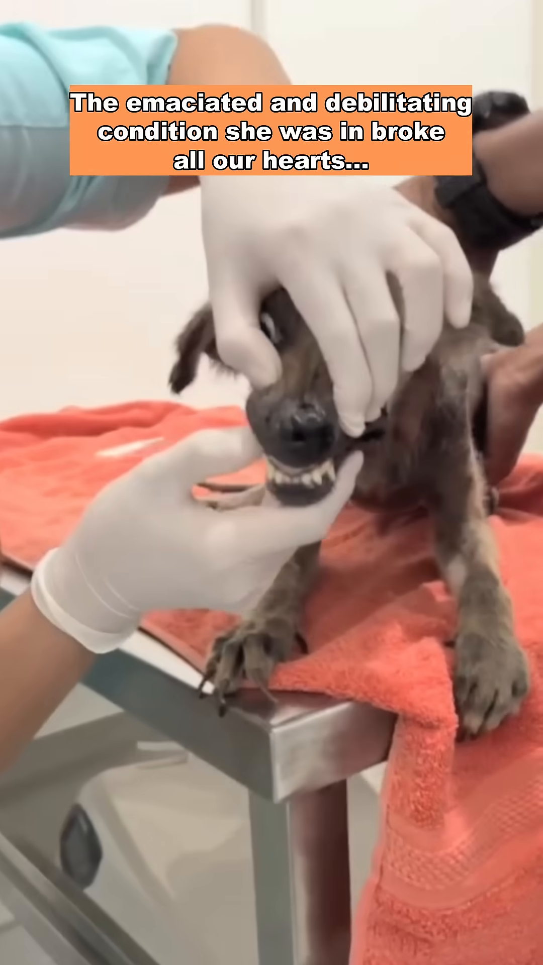 A veterinarian gently examining the dog on a medical table.
