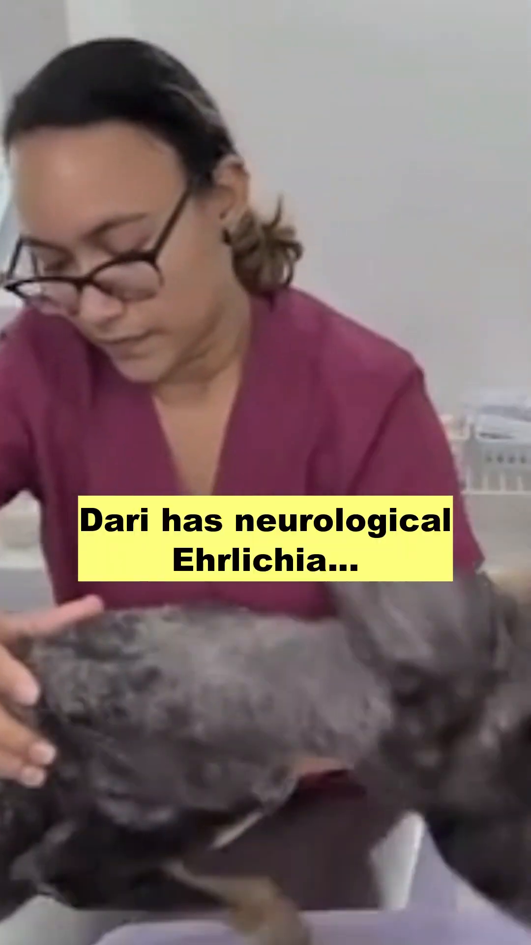 A veterinarian gently examines Dari, who is lying on a medical table, showing his emaciated body and skin issues.